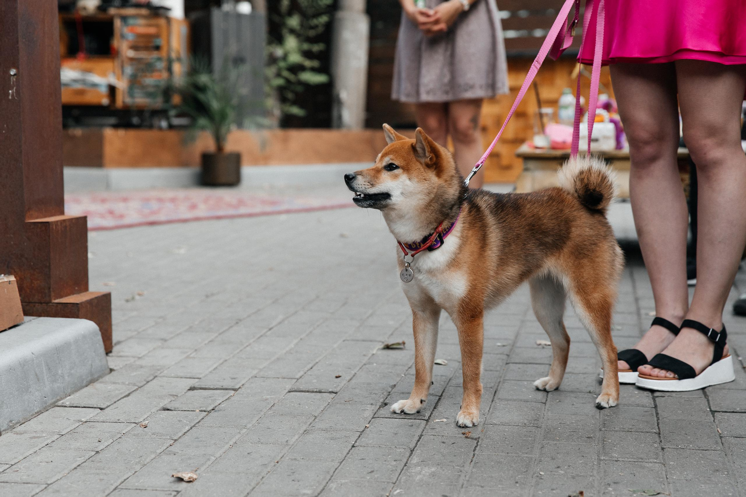 Константин и Дара. Вечеринка. Организация и координация свадебных и семейных торжеств