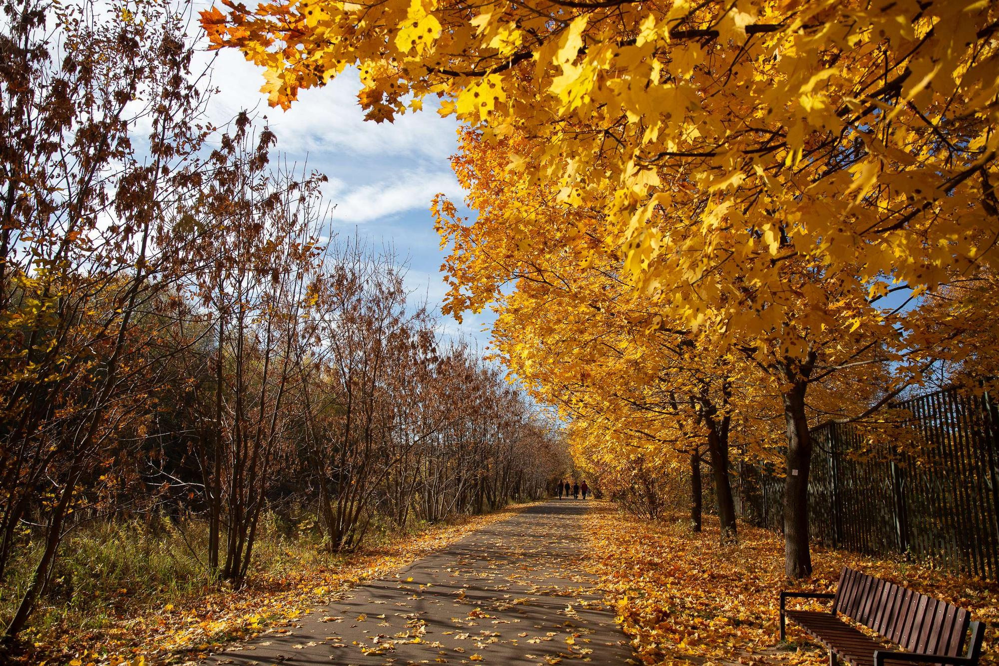 Фотопрогулка для семейной пары по осеннему лесу. Семейный и школьный фотограф в Москве Анна Ткач