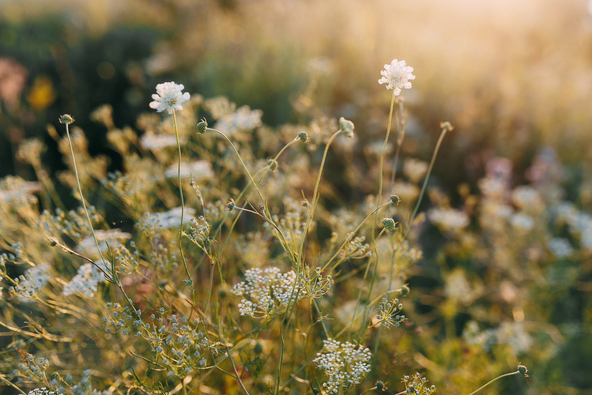 Элли и Алекс. Любовь в маленьком городе. Алена Бадамшина — свадебный фотограф Воронеж / Москва