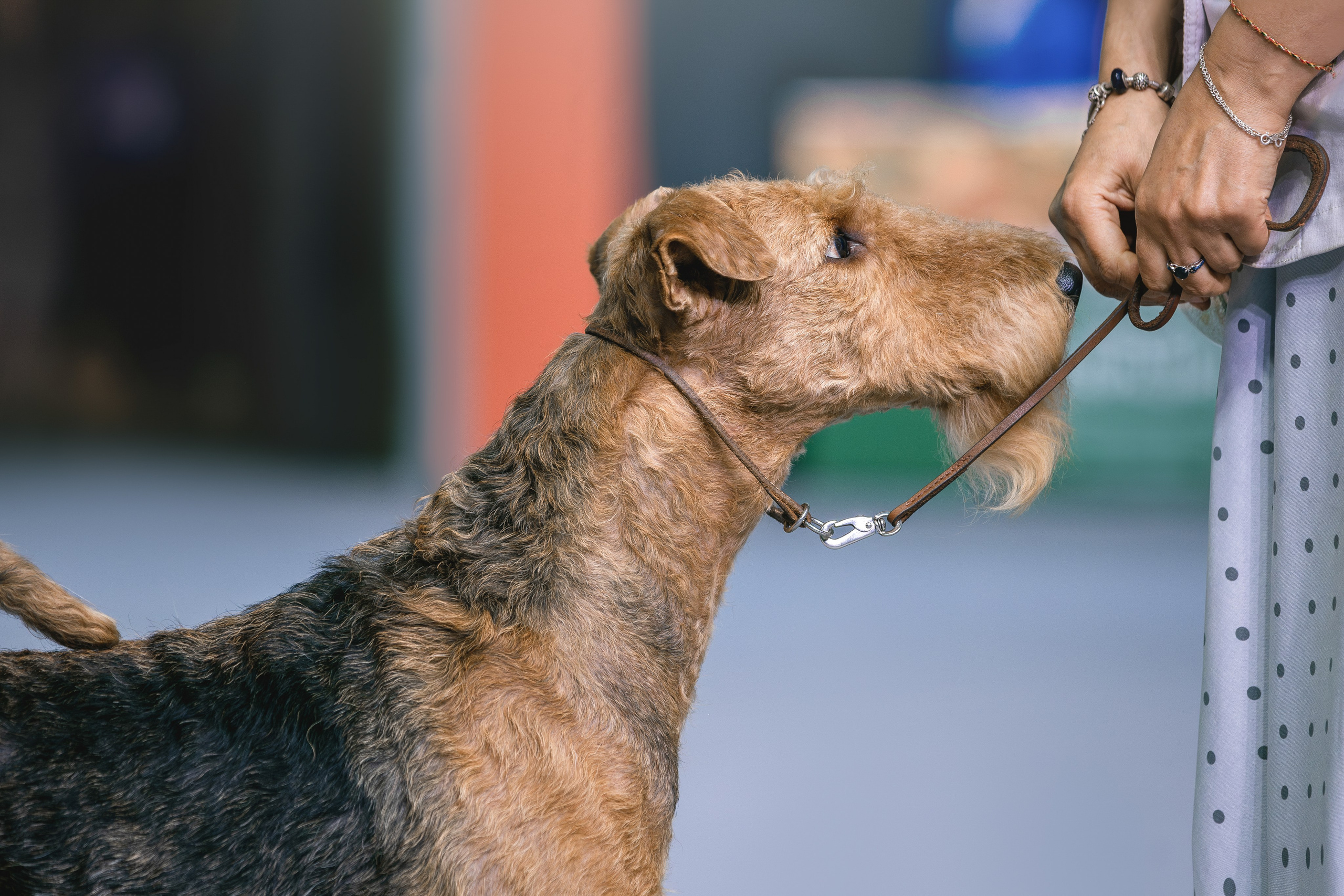Евразия 2023. Фотограф анималист в Москве Майорова Евгения