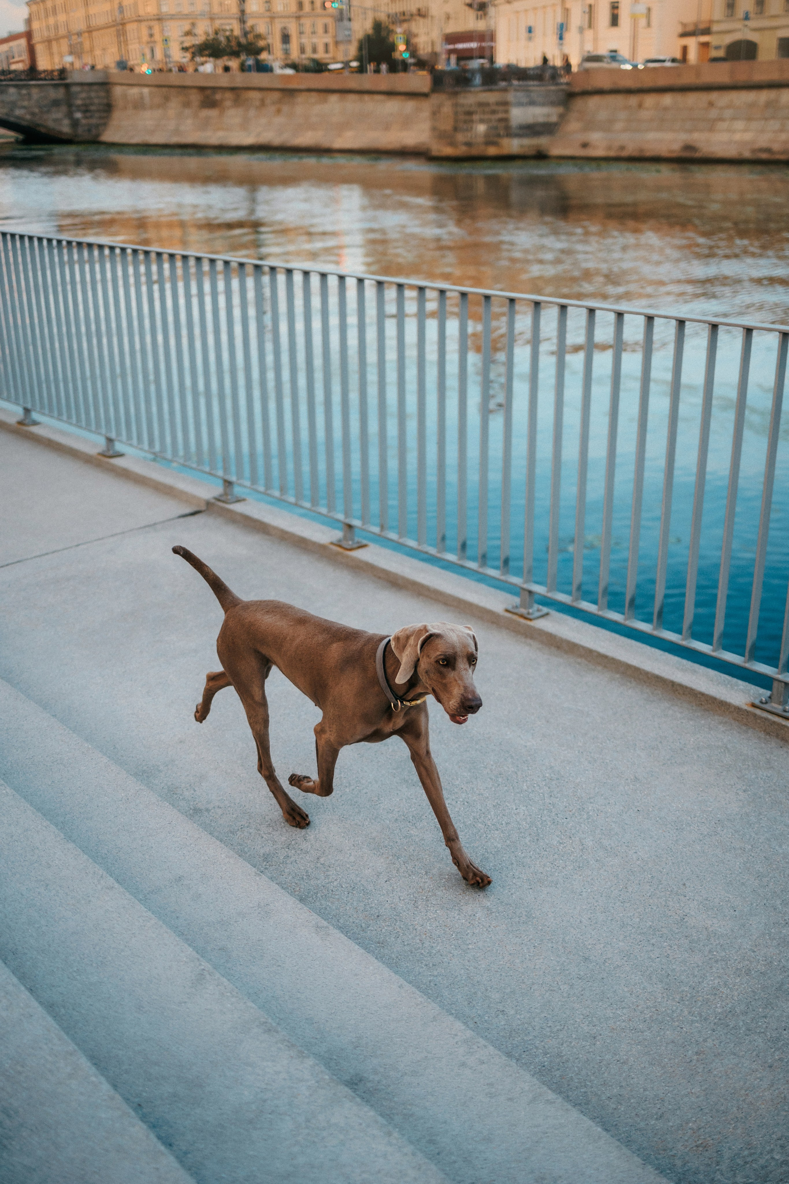 Соня и Майли. Фотограф-анималист Елена Радченко, Москва