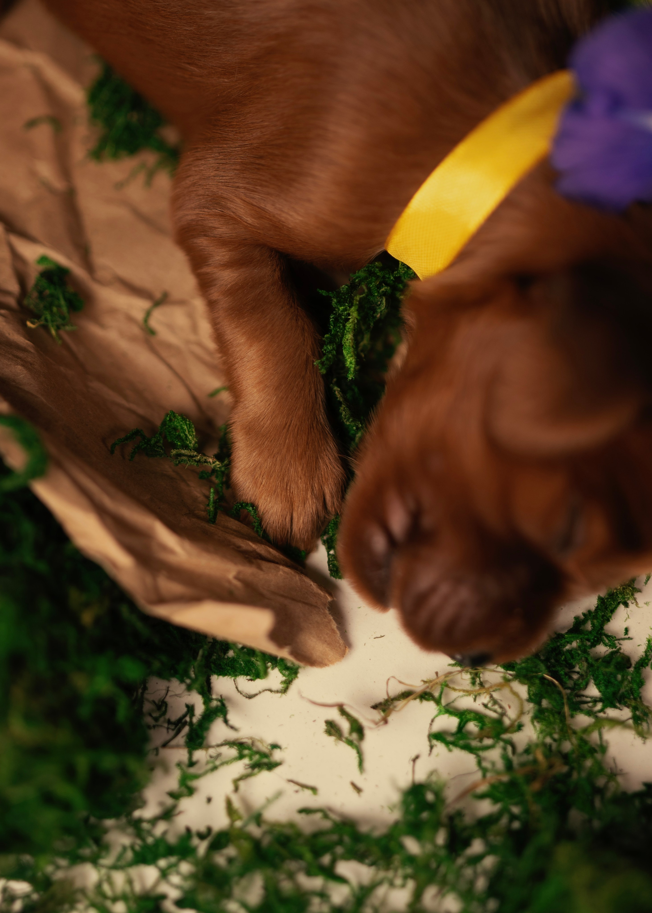 Красные ирландские сеттеры. Фотограф- анималист Александра Матвеева