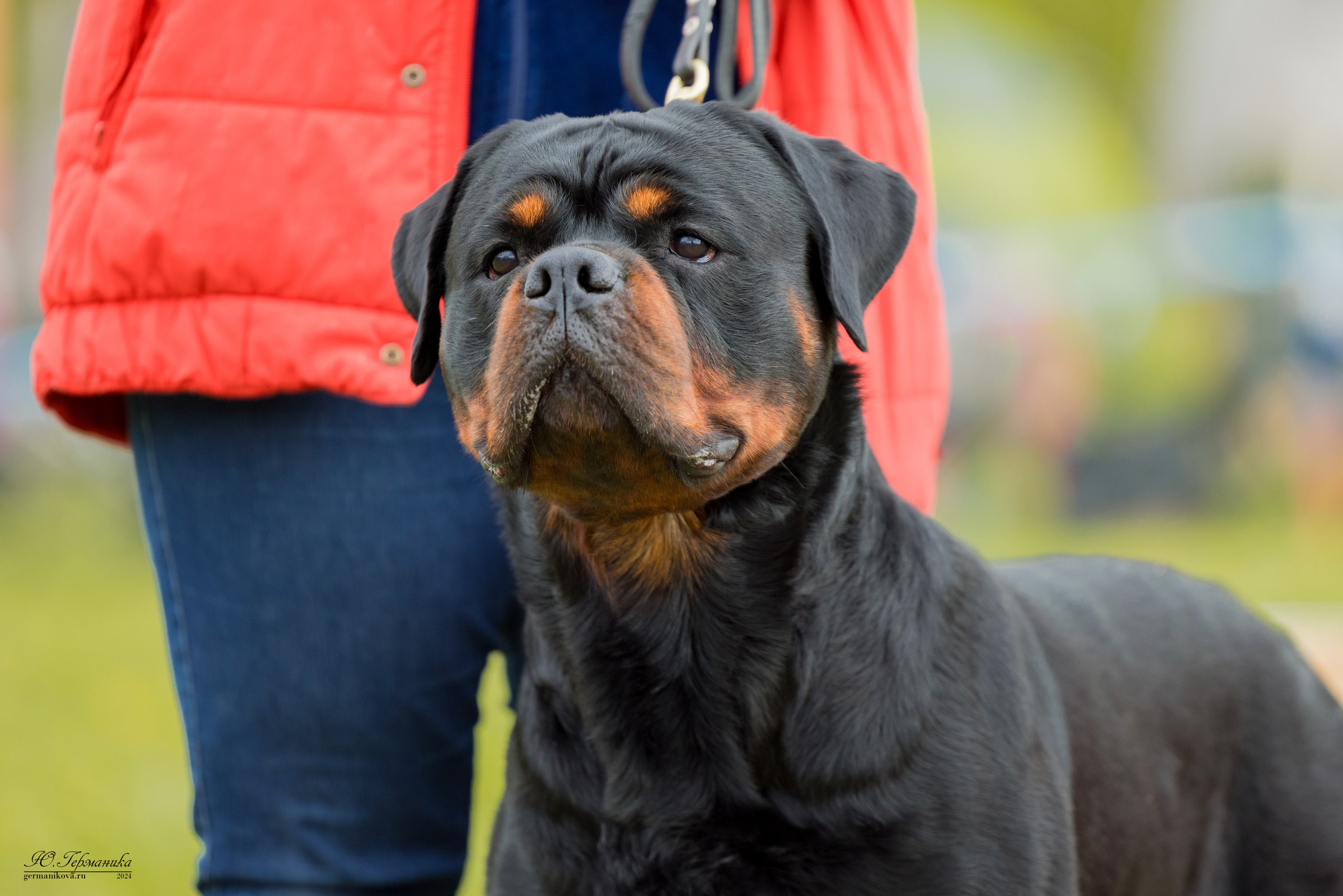 Нижний Новгород 11-12.05.2024 моно ротвейлеров. Фотограф-анималист Юлия Германика
