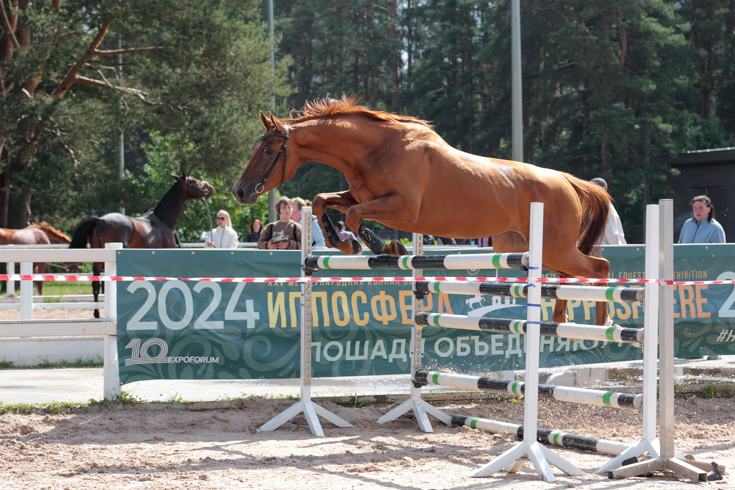 Иппосфера 2024. Irenephoto.ru
