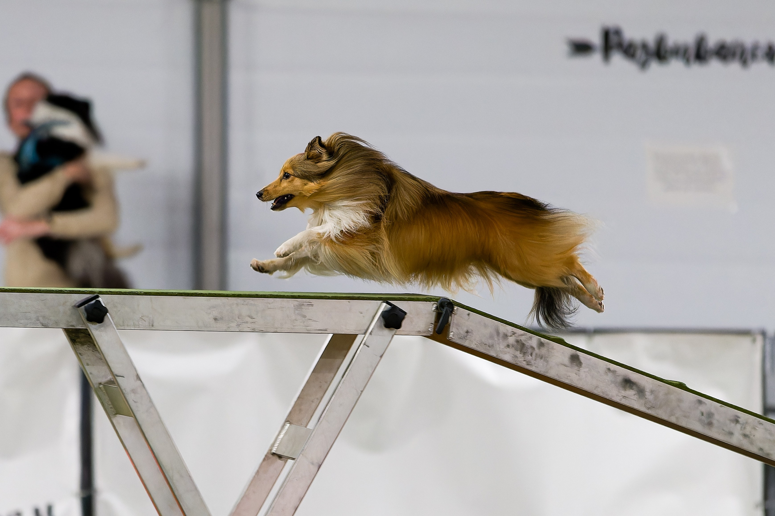 Кубок Пёсбурга 2025. Irenephoto.ru