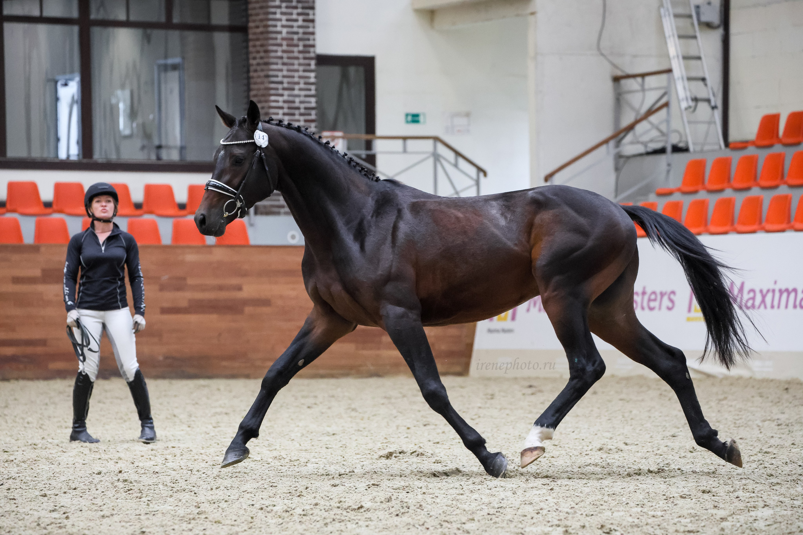 Конная Россия 2024. Irenephoto.ru