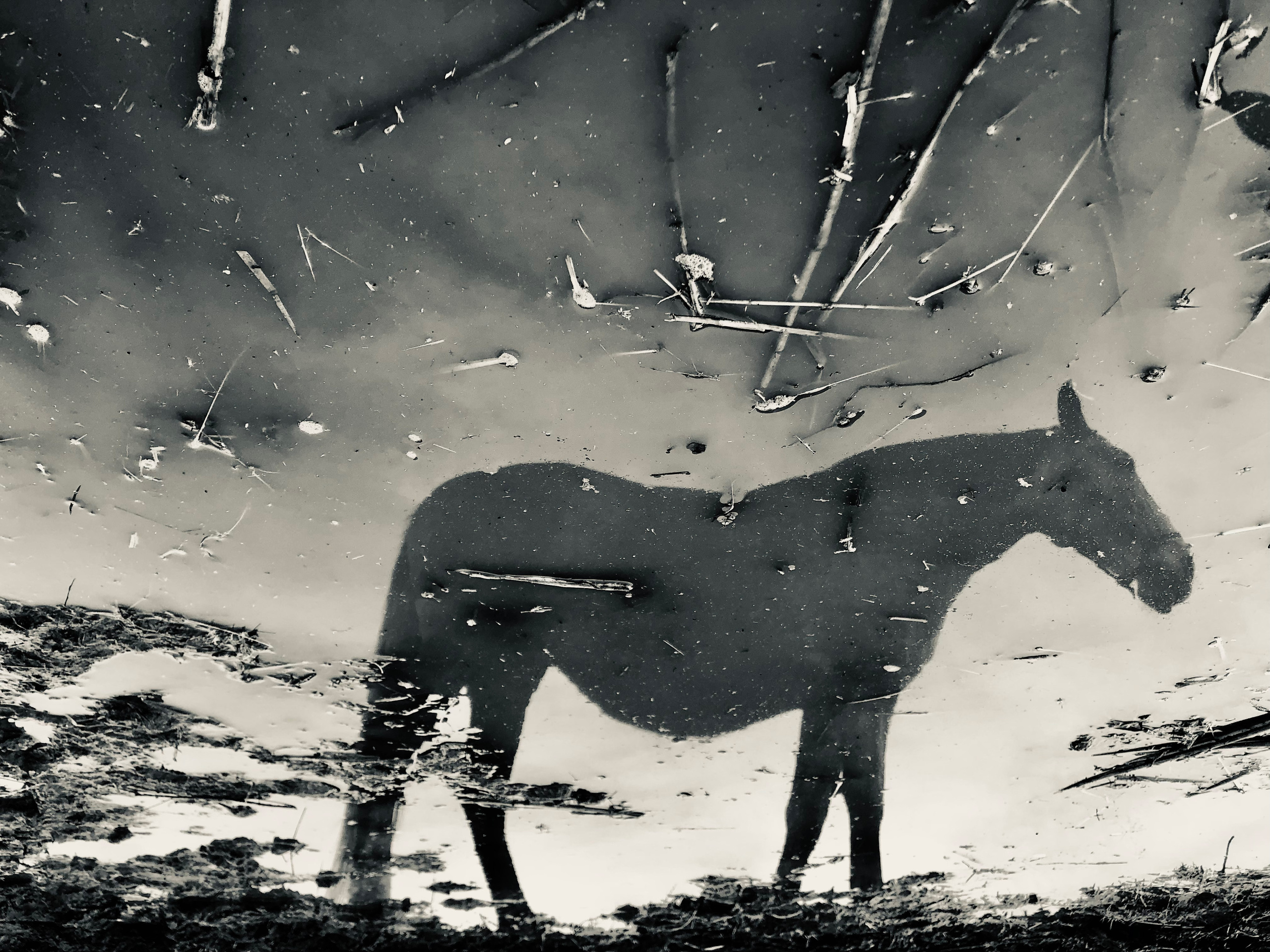 Мобильное фото. Фотограф в Москве Дудкова Юлия