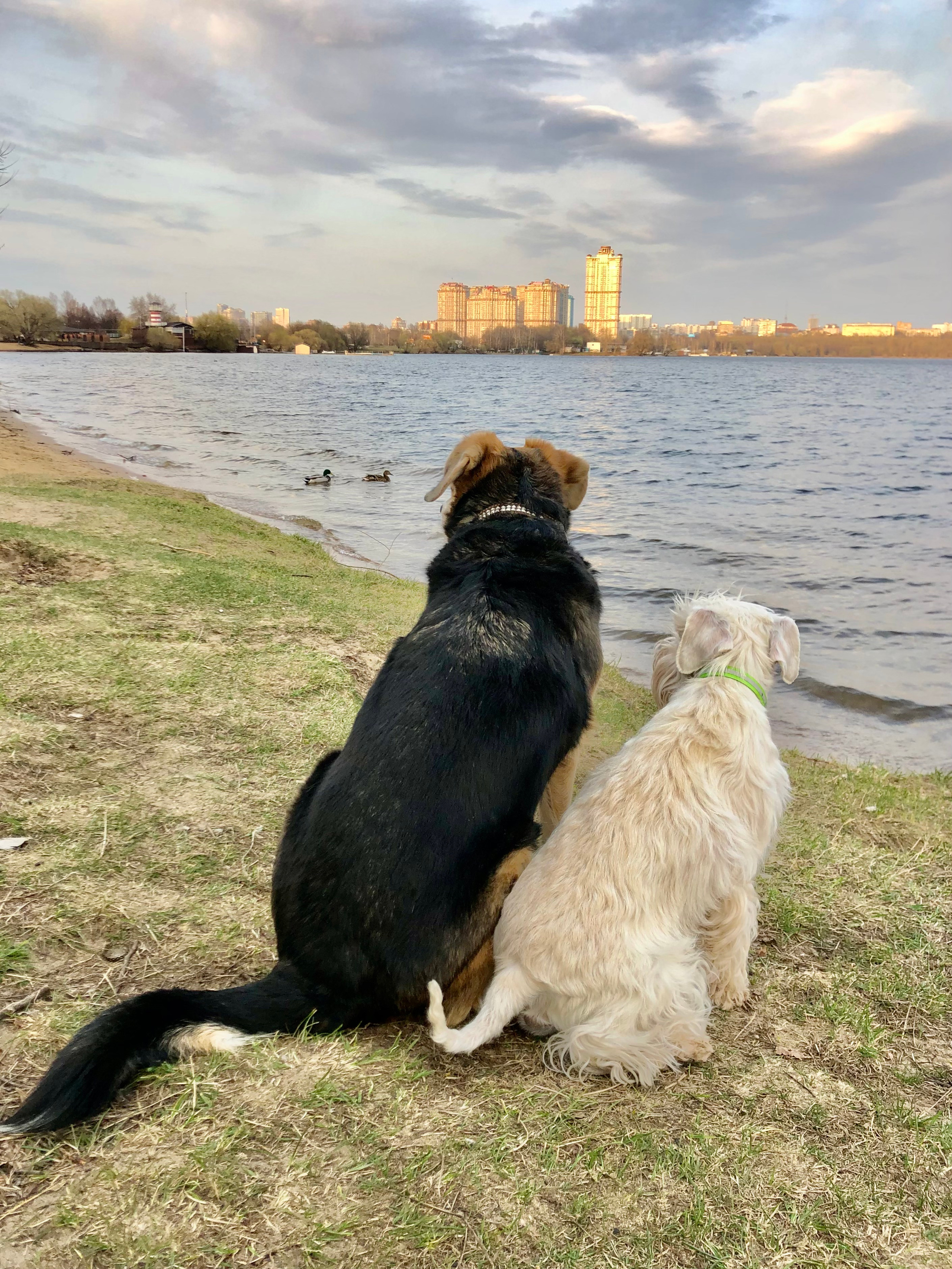 Собаки. Фотограф в Москве Дудкова Юлия