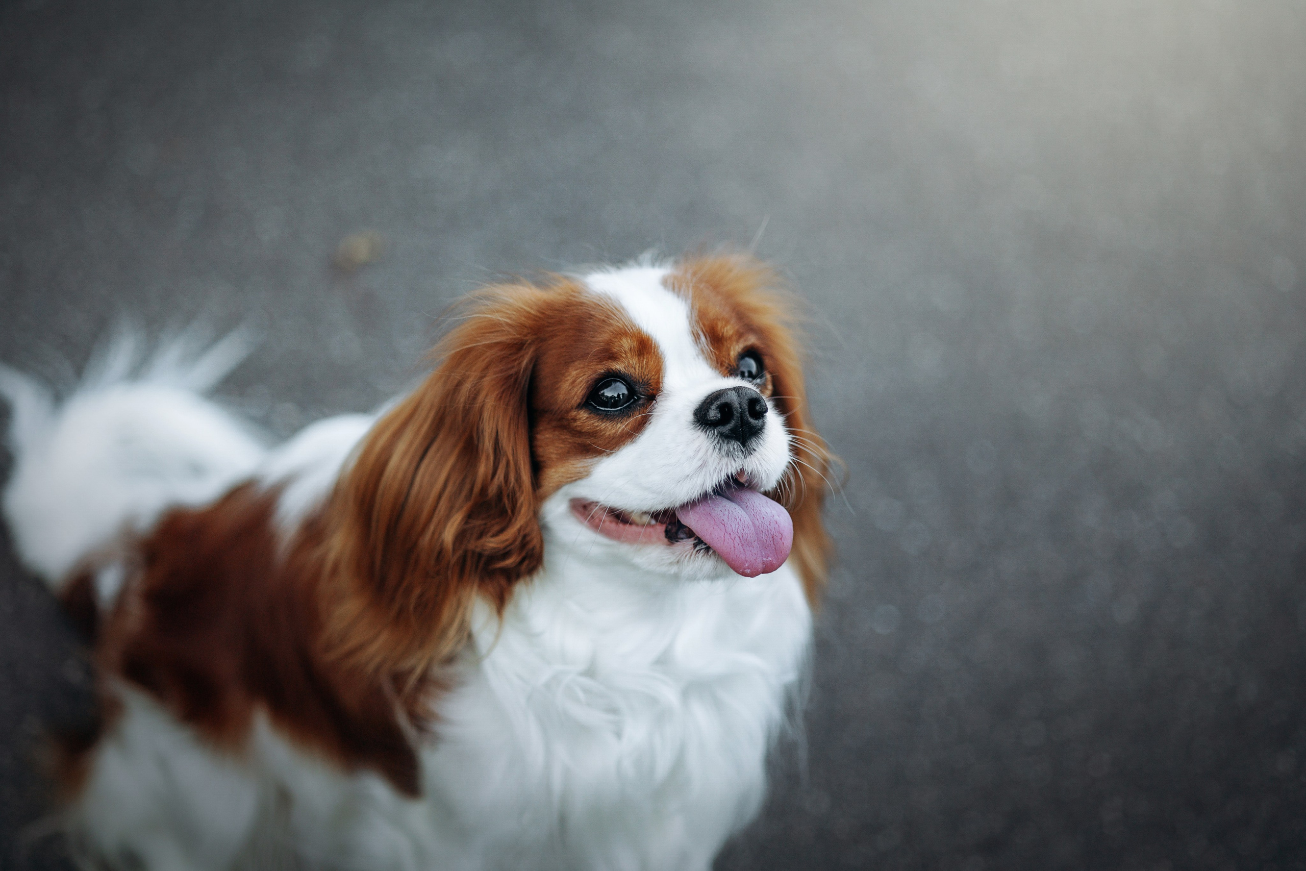 Юлия и Мия. Фотограф — Анималист | Санкт-Петербург