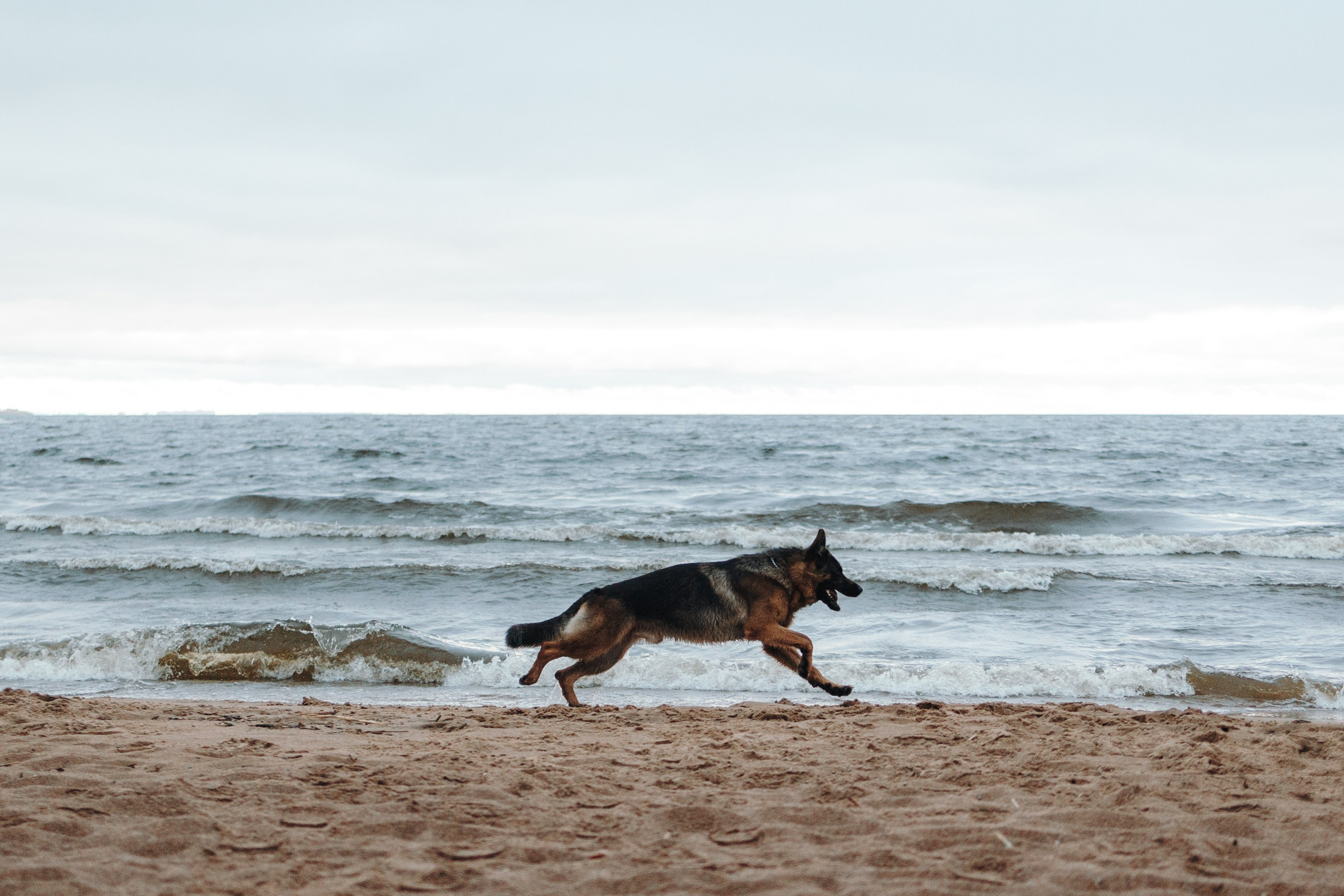 Катя и Агат. Фотограф — Анималист | Санкт-Петербург