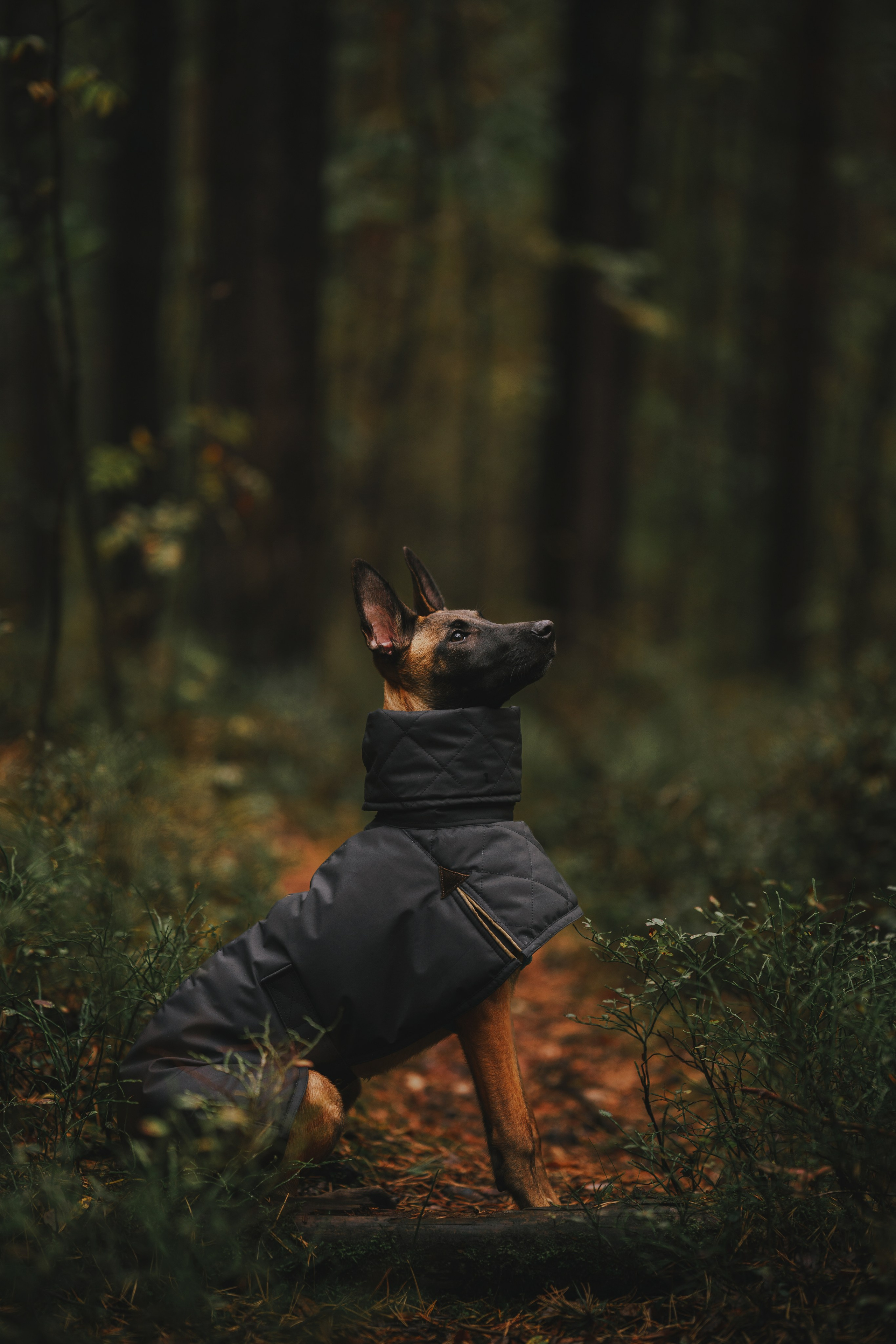 Одежда для собак Bravehound. Фотограф анималист Осипчикова Мария