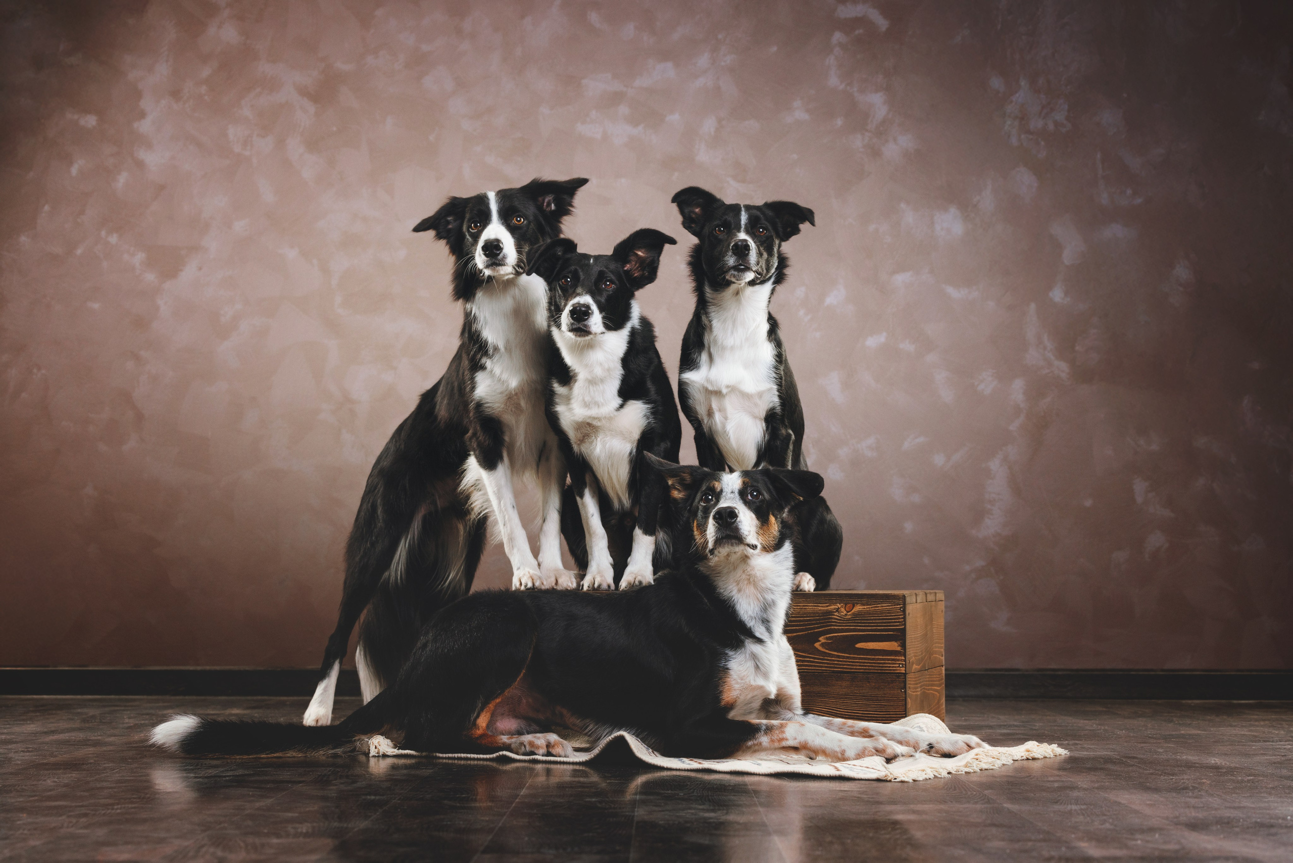 Бордер-колли. Фотограф анималист Осипчикова Мария