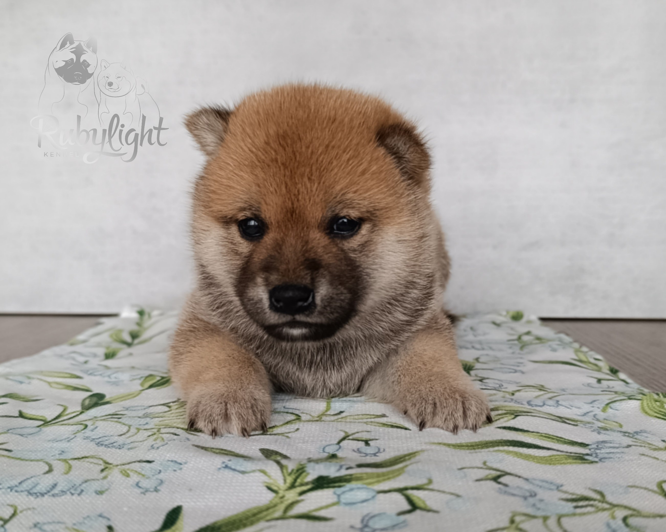 Сиба Rubylight Emma питомник Рубилайт 