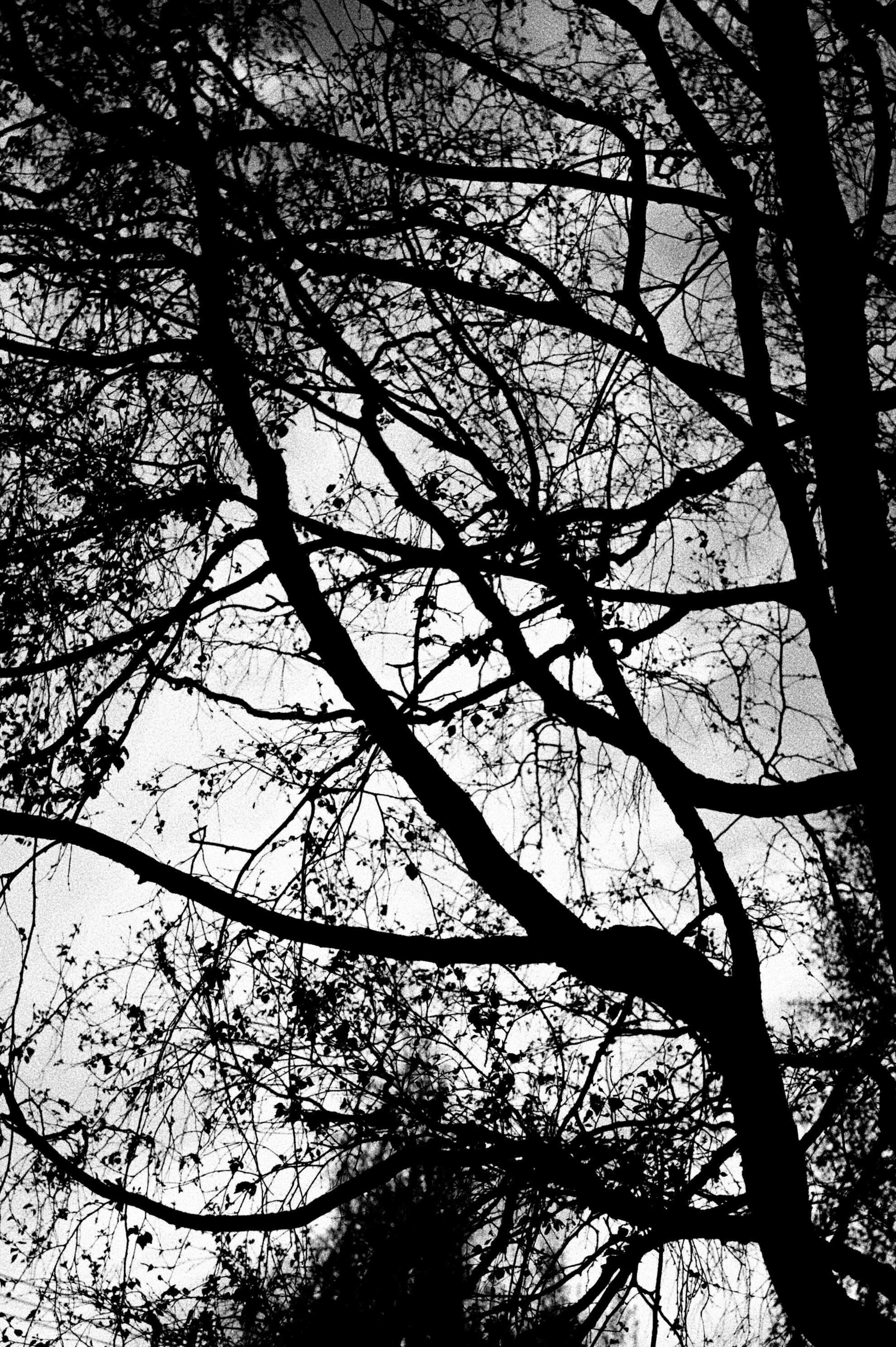 NATURE. Репортажный и уличный фотограф в Щёлково Александра Пименова