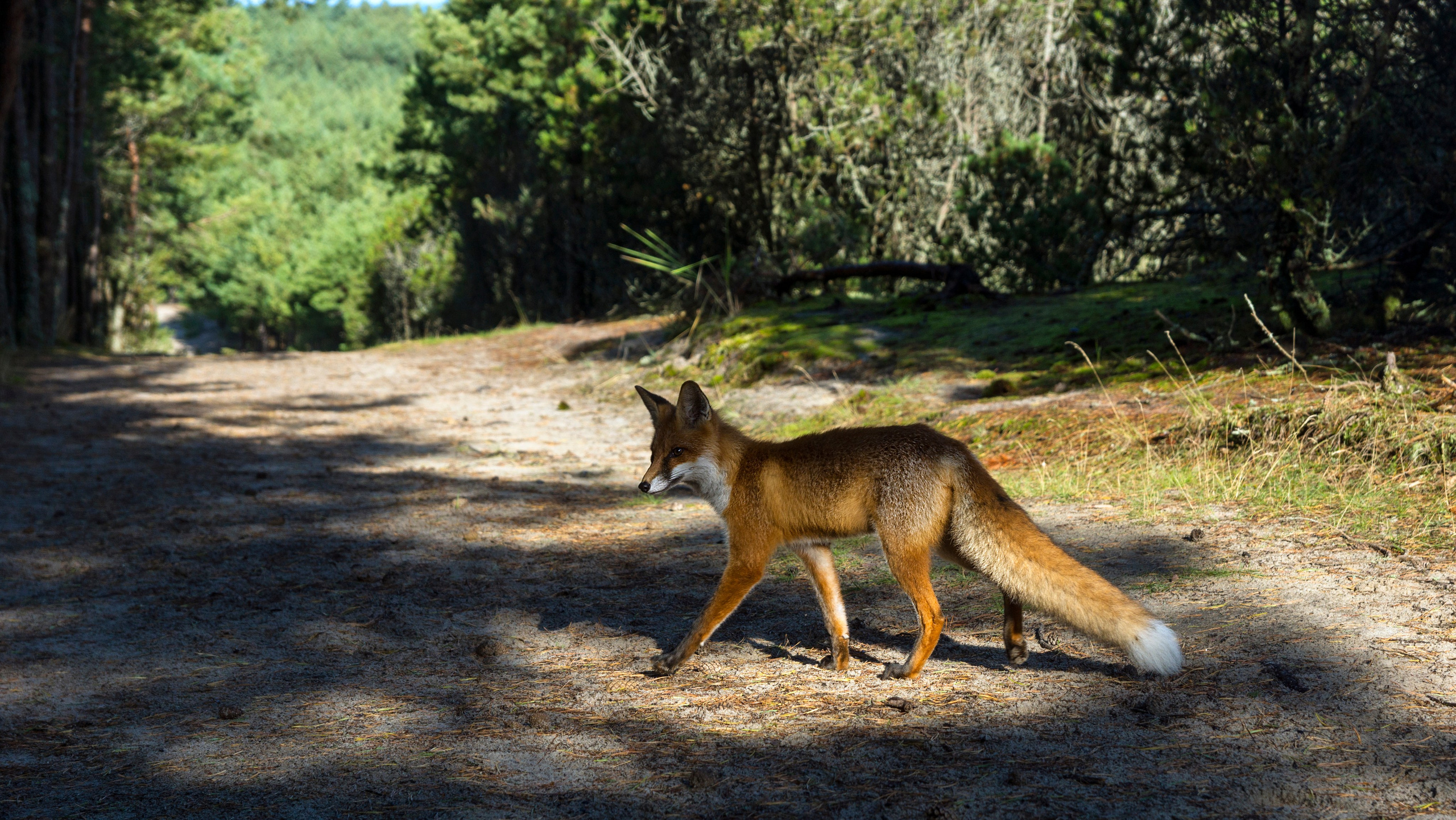 Куршская коса. Фотограф-путешественник Самойлов Максим «Sly Fox»