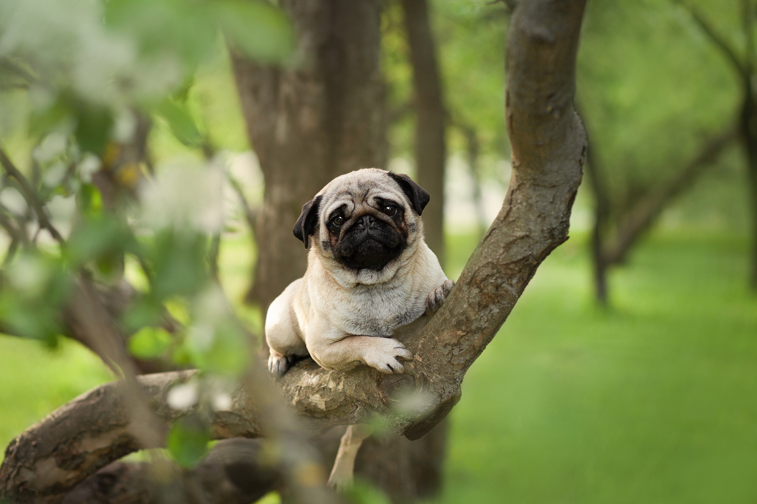 Фото собак, животных весной. Фотограф анималист в Москве Майорова Евгения