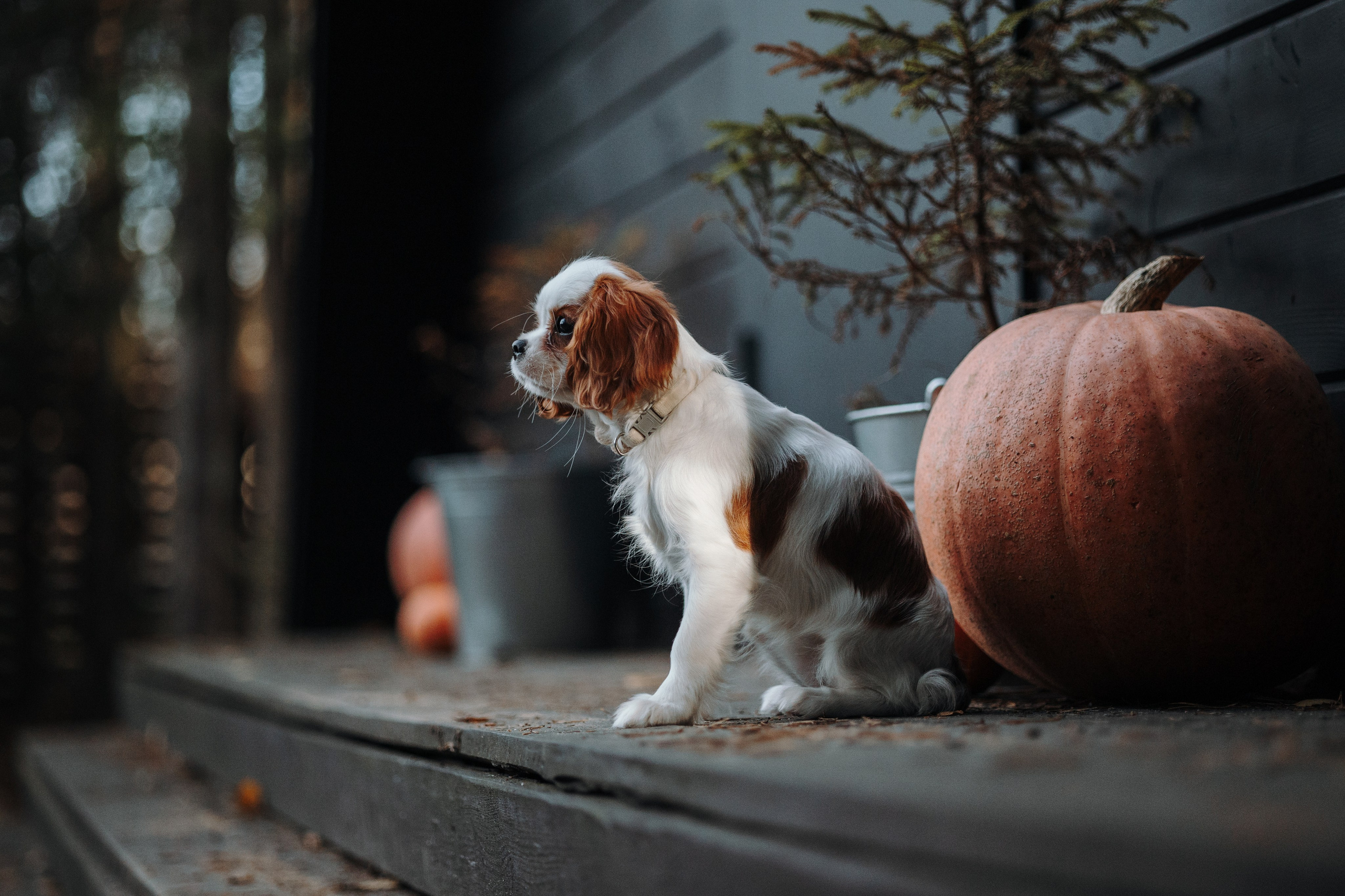 Семейная история. Фотограф — Анималист | Санкт-Петербург