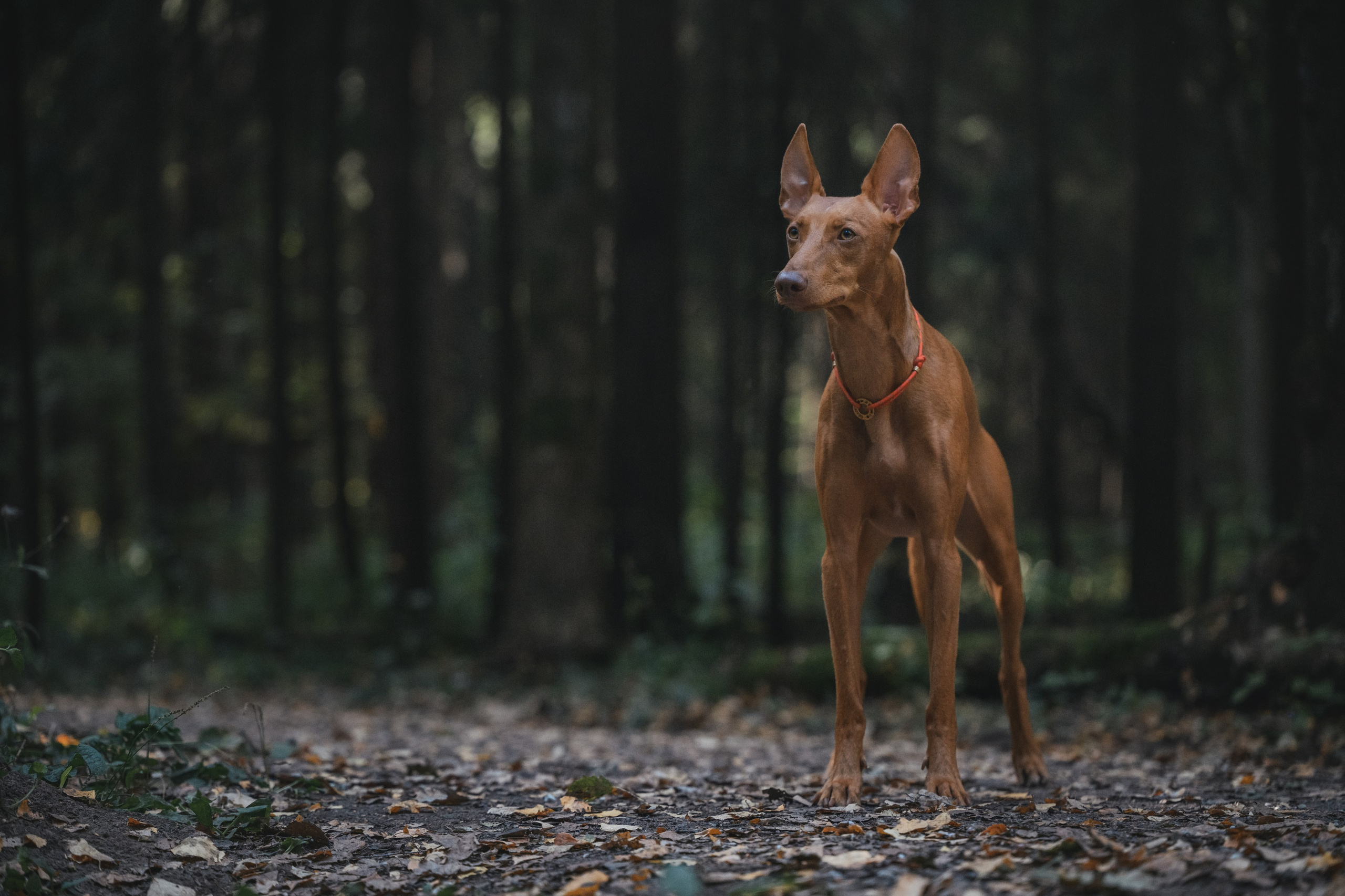 Чирнеко. Лесная прогулка. Фотограф Анималист в Москве Анастасия Жучкова