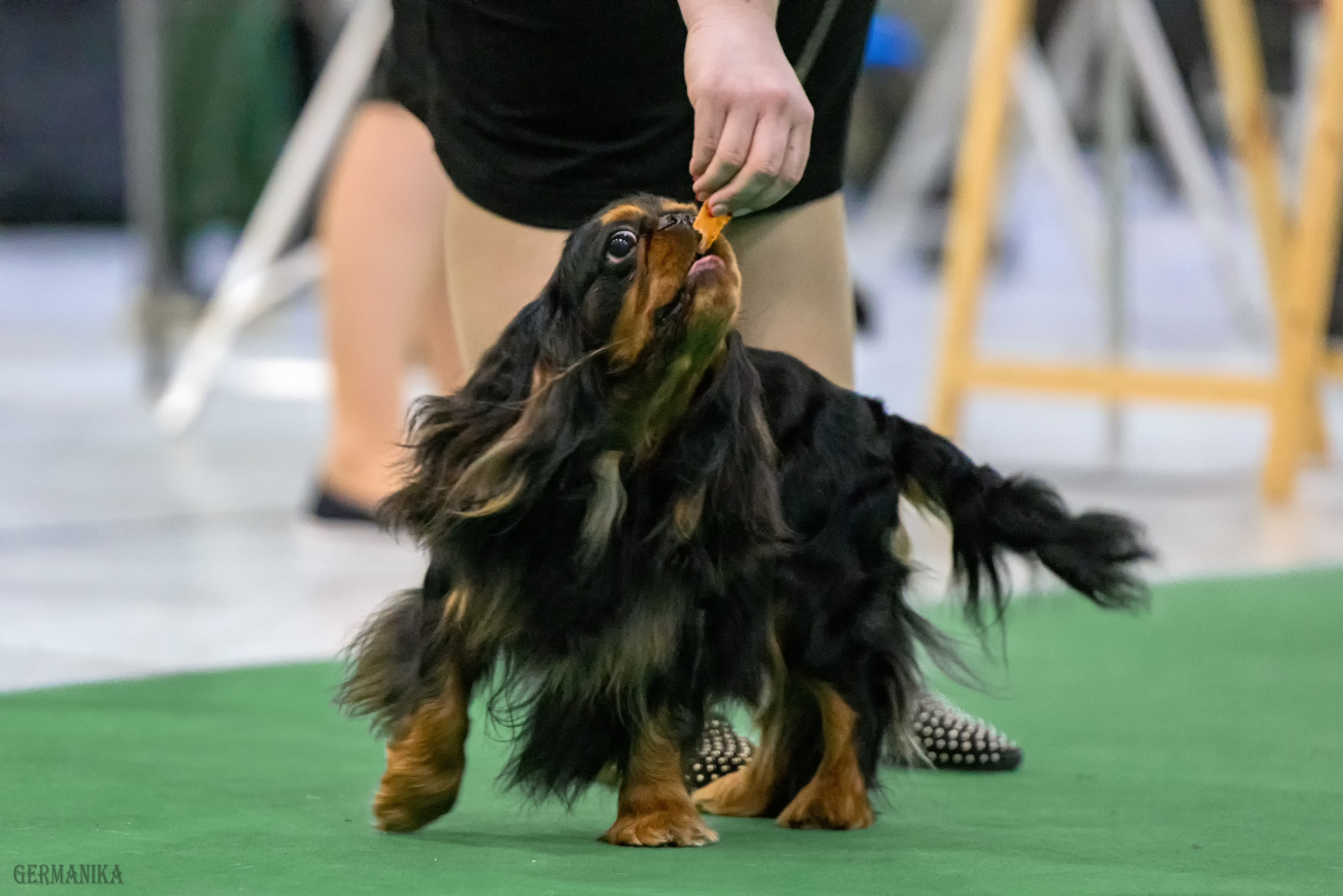 Сабанеевка 26-27.01.2024. Фотограф-анималист Юлия Германика