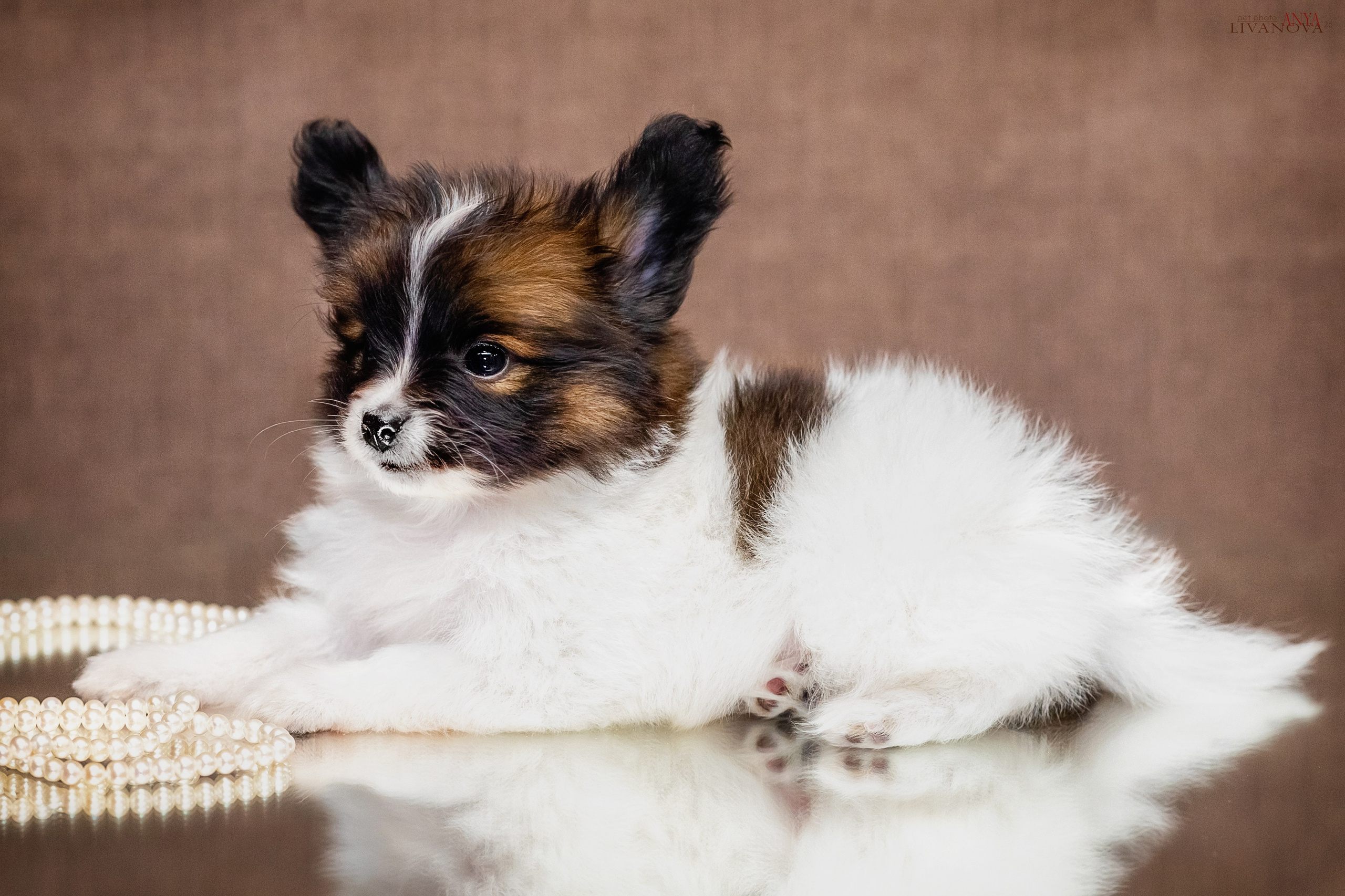 Папийончики. Фотограф анималист Аня Ливанова | Рыбинск