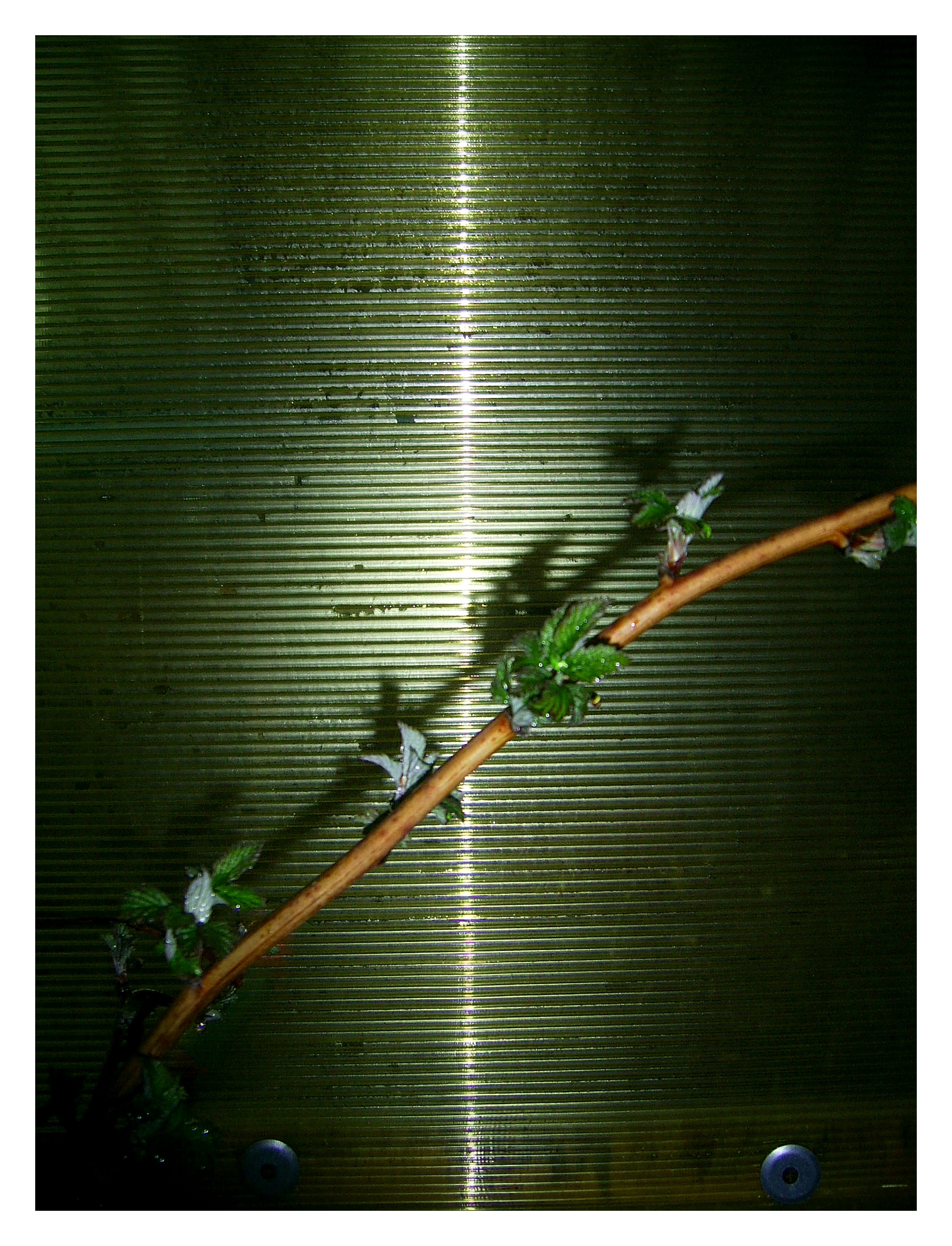 ДАЧА. Фотограф Манакова Ольга