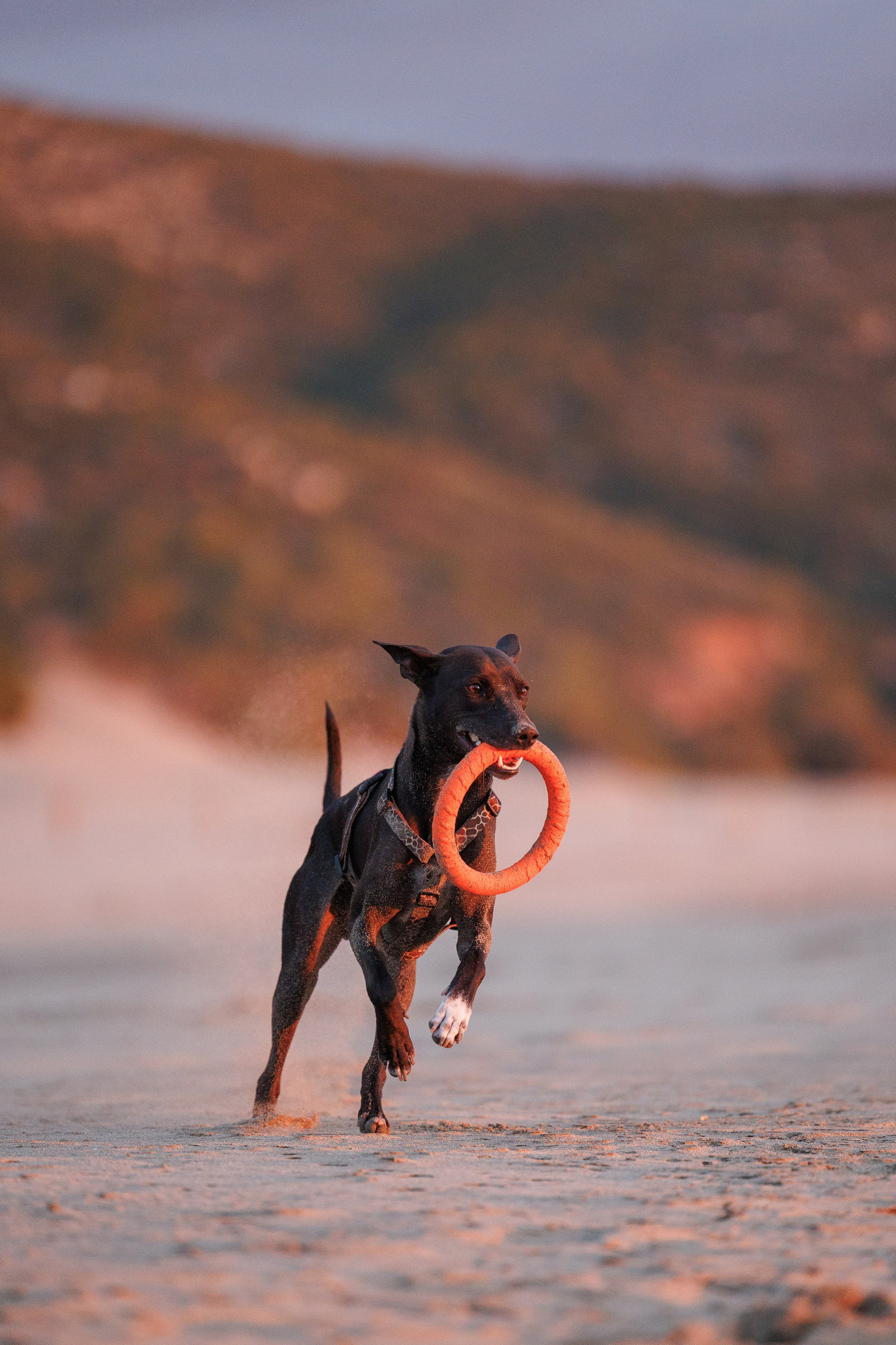 Финик. Фотограф анималист в Казани Алина Сулейманова. Фотограф животных