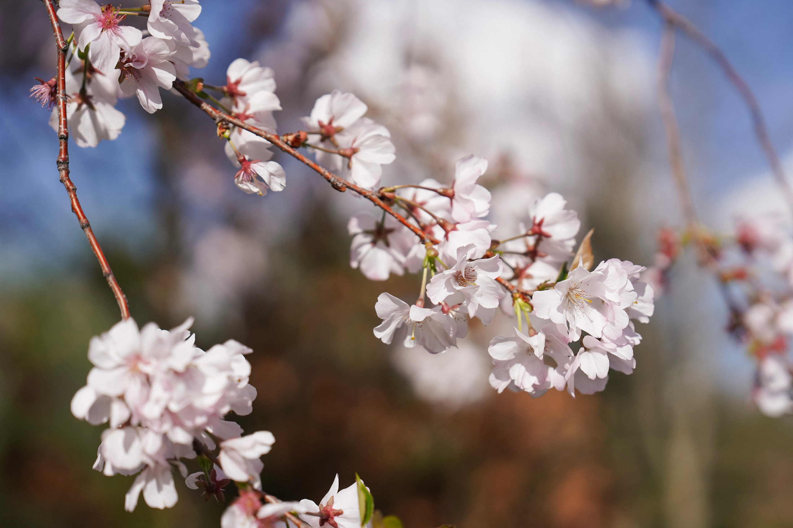 Ева в Саду. Фотограф с психологическим образованием