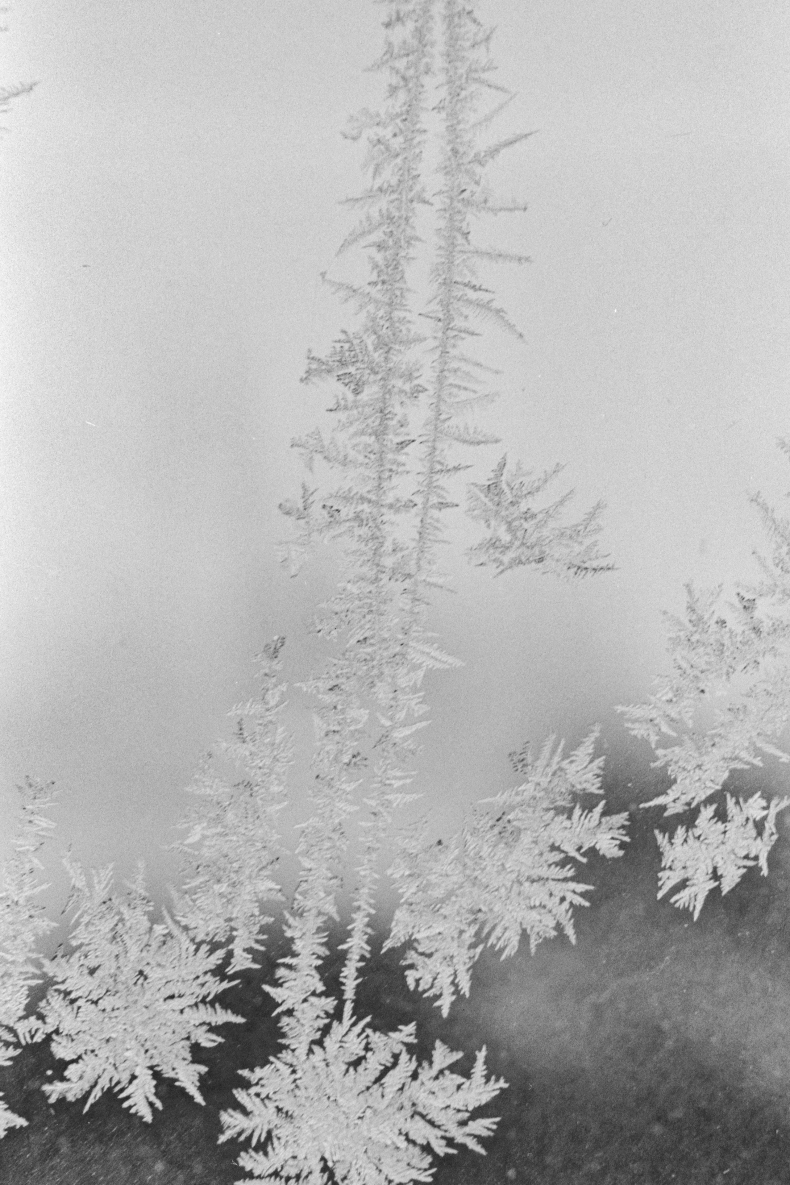 Пленочная история. Дмитрий Пропадалин, Нейрофотография