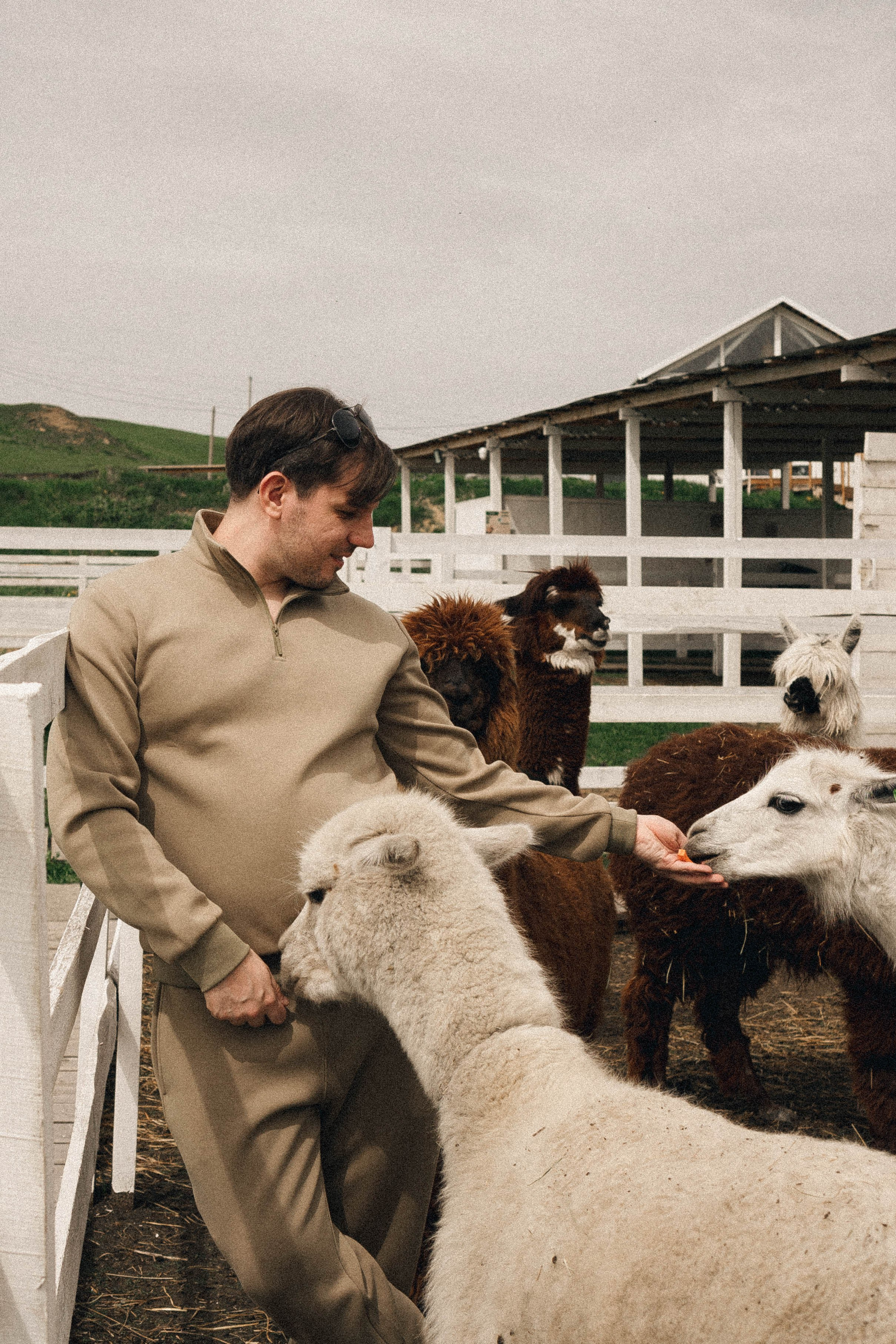 Ферма Альпак. Профессиональный фотограф, Санкт-Петербург — Виктория Богомолова