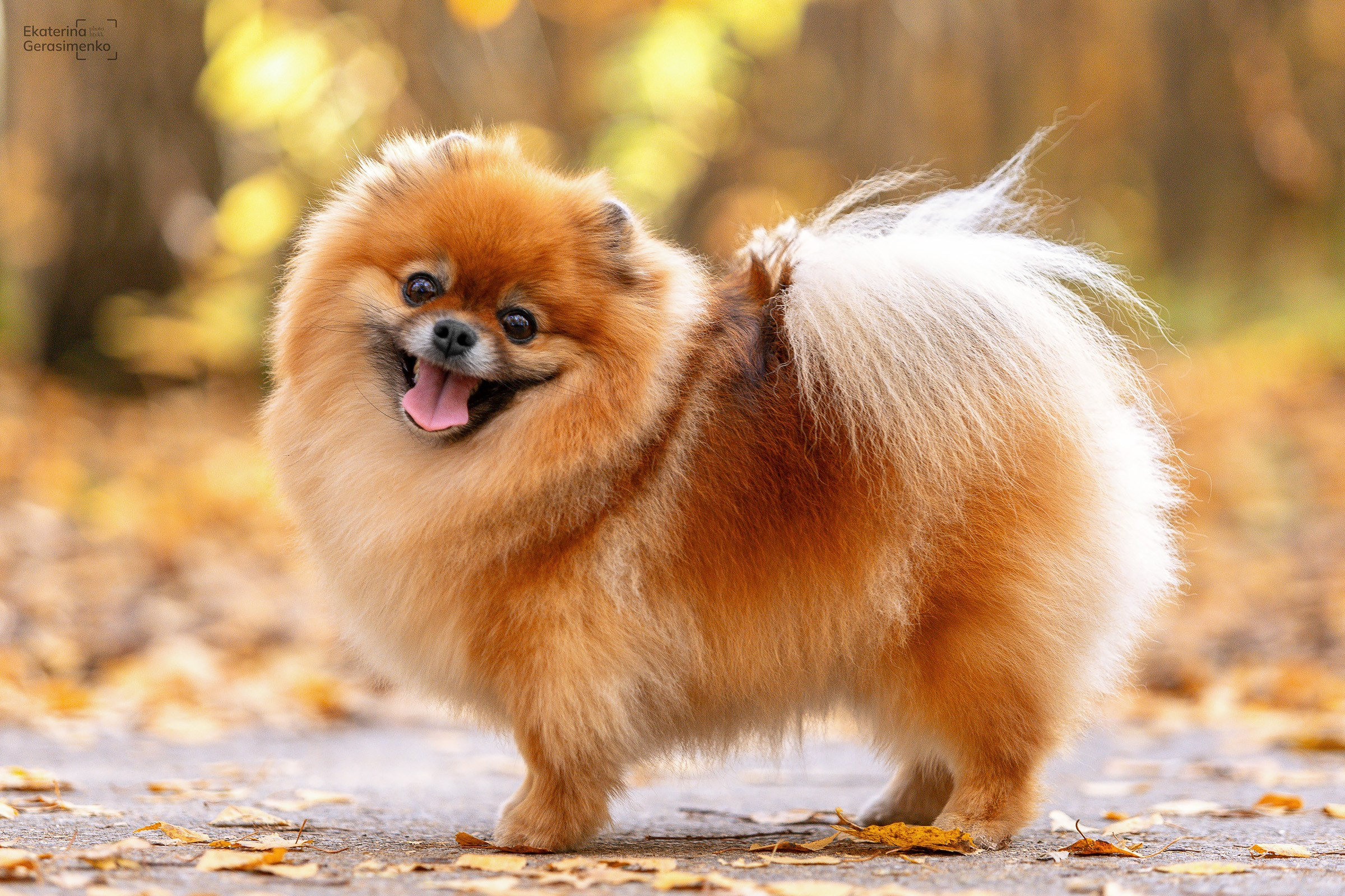 Шпиц. Htykk_photo