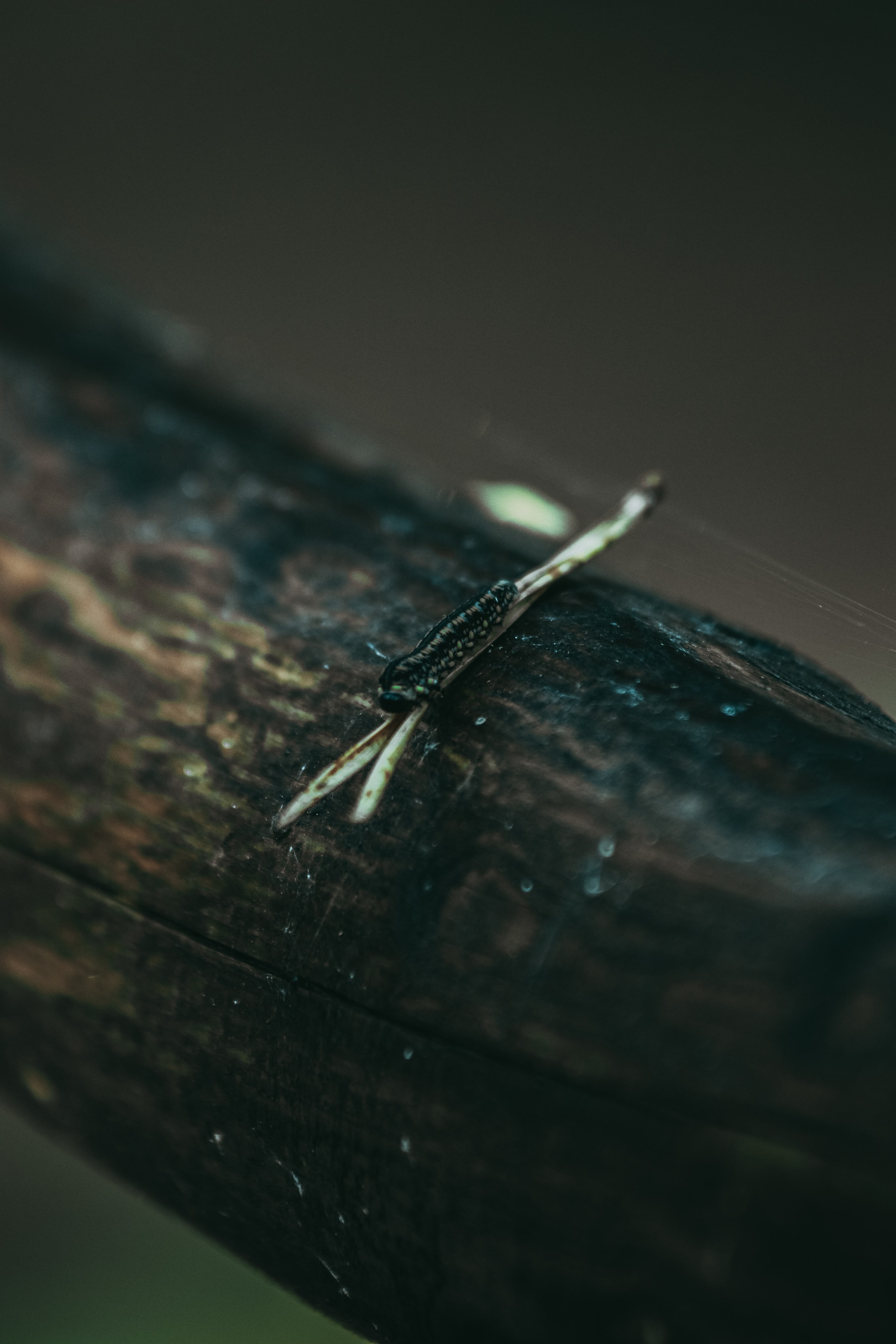 М А К Р О. — Digital Noise —