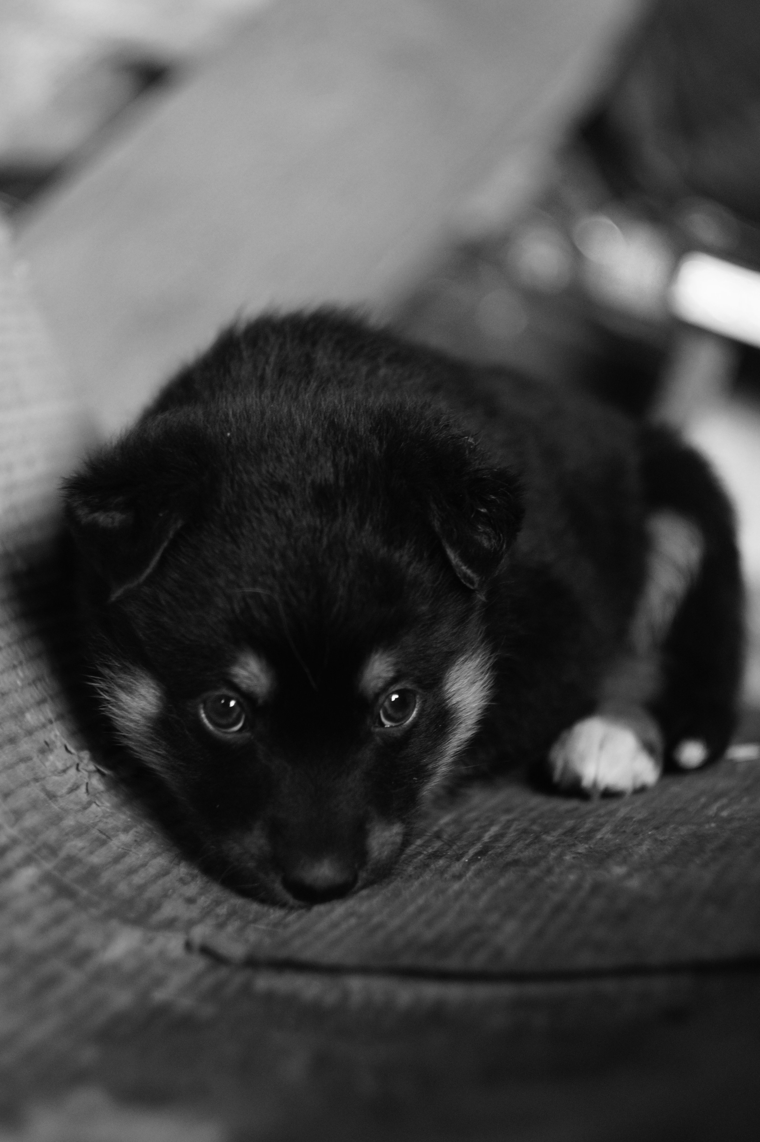 Dogs. Профессиональный фотограф