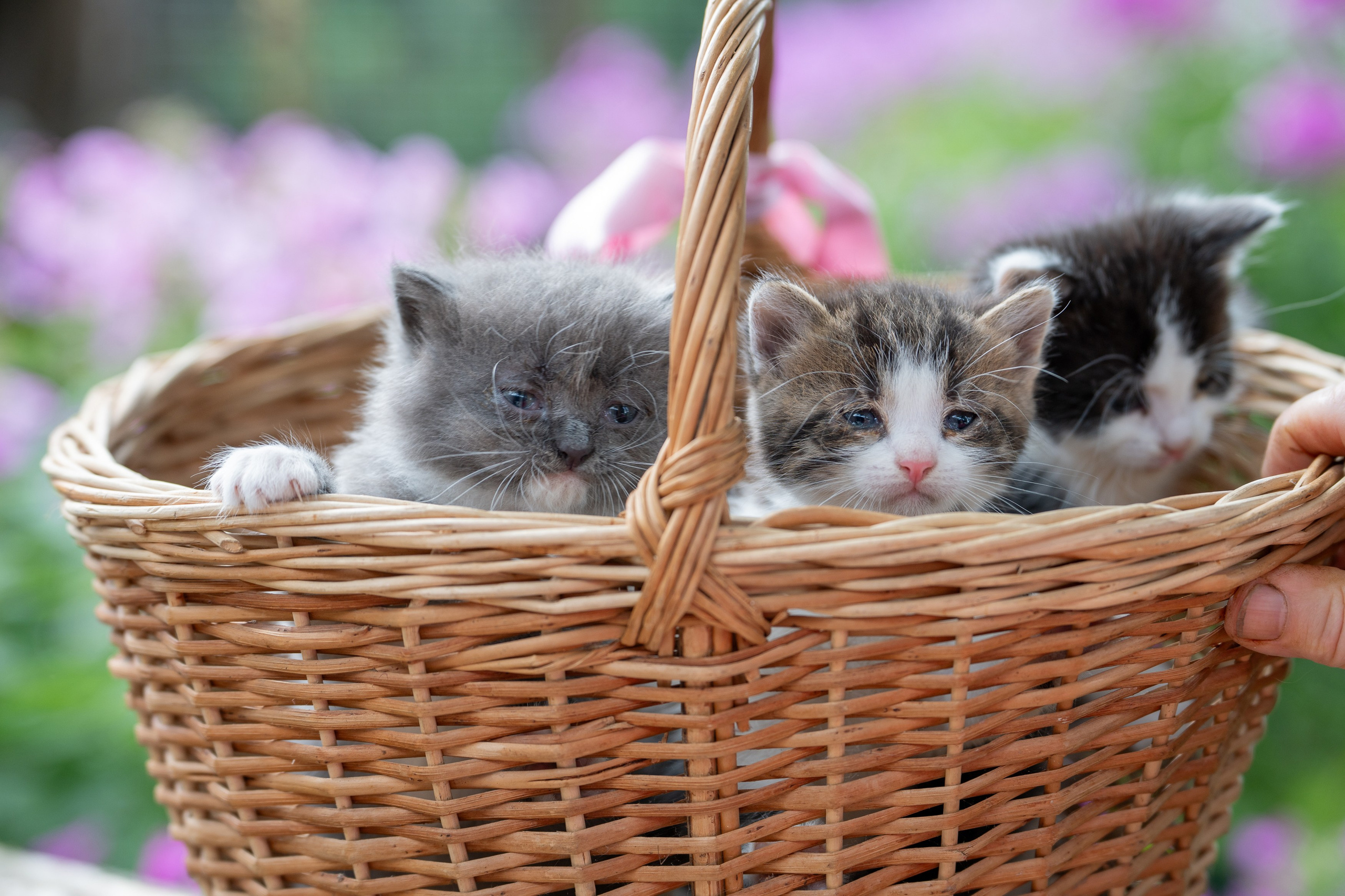Анимализм. Портретный фотограф Олеся Владимирова в Москве