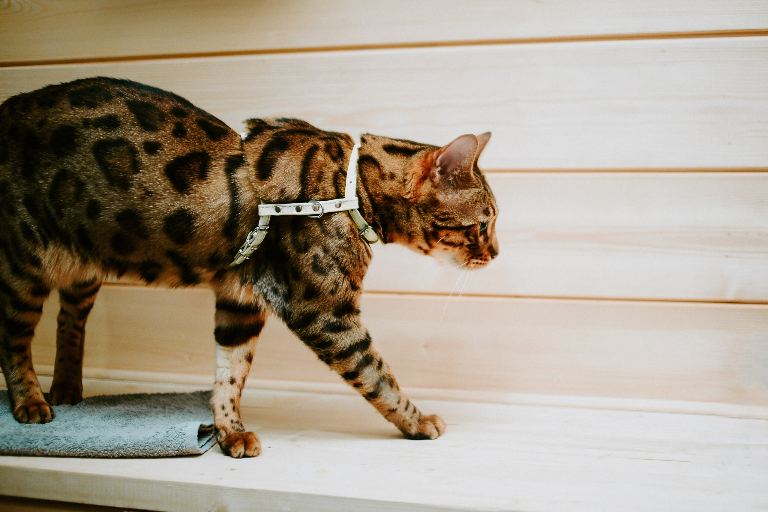 Свадьба Евгения и Илья. Загс. Банкет. Фотограф в Челябинске Ополихина Анна