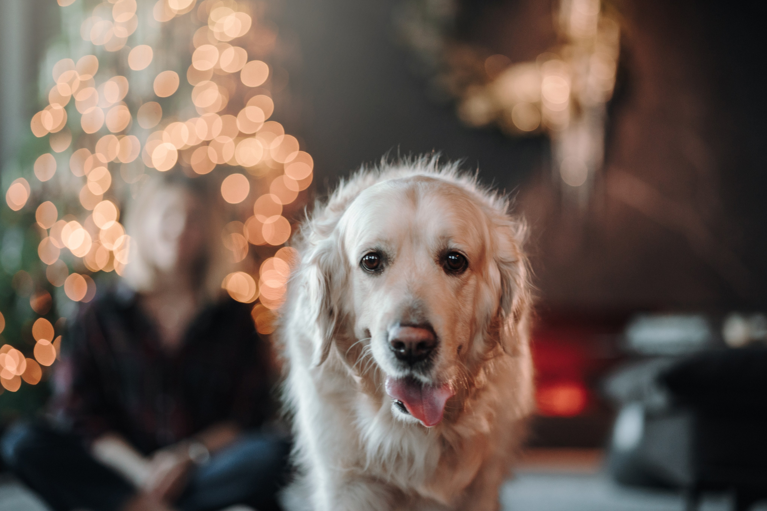 Вика и Рози. Фотограф — Анималист | Санкт-Петербург