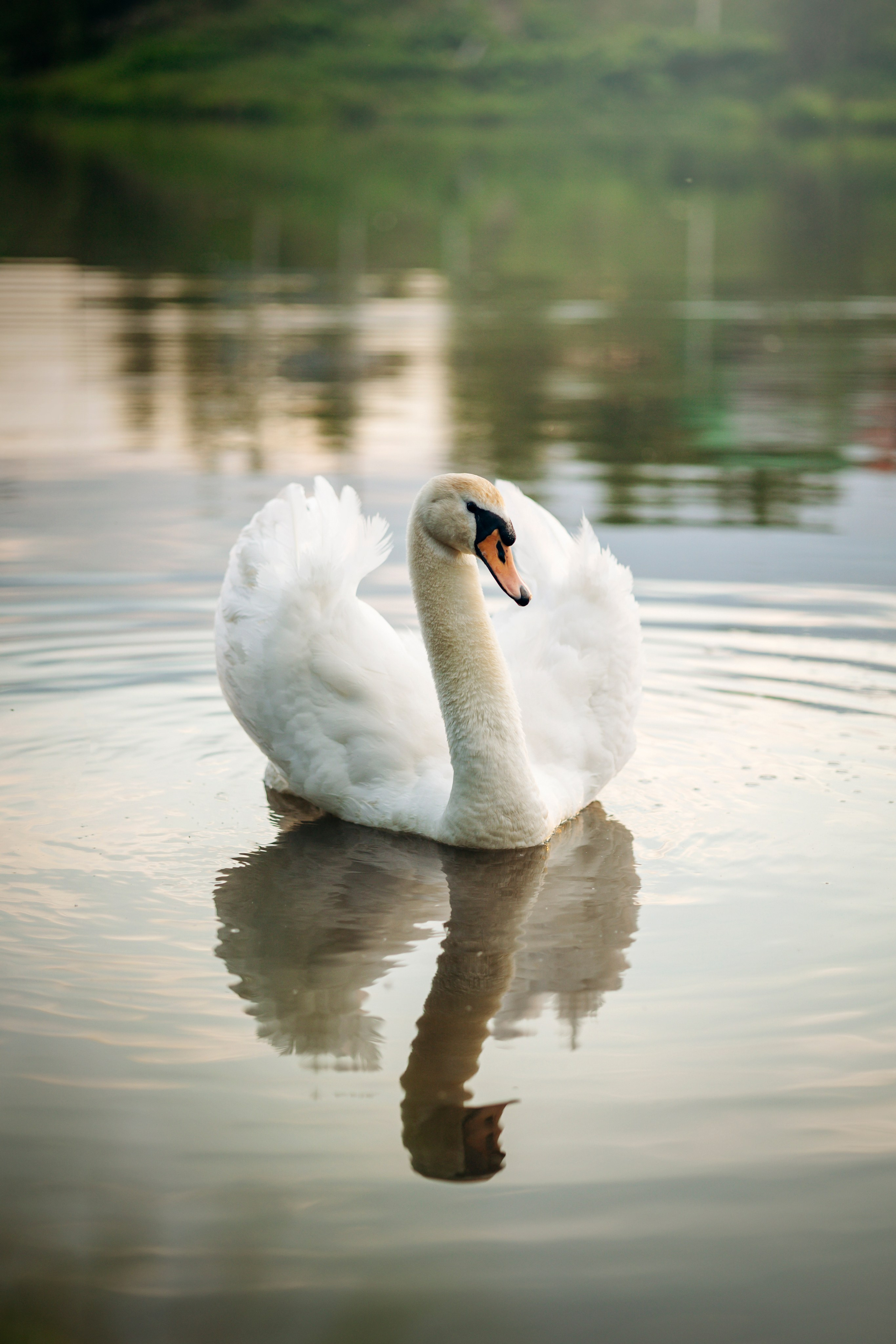 Шани и ее семья. Фотограф — Анималист | Санкт-Петербург