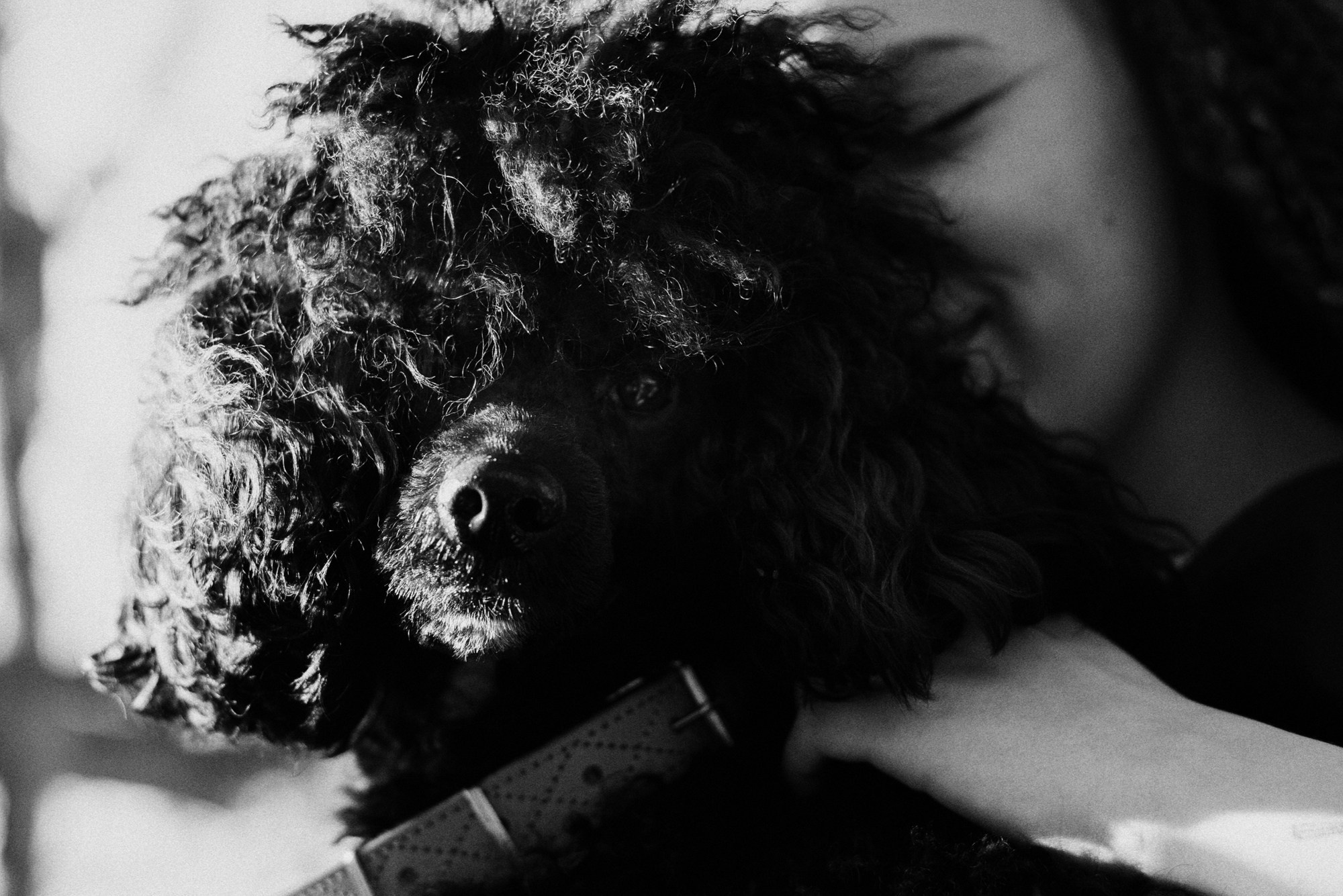 Фотосессия пары с собакой в Тюмени — Стася, Кирилл и Каренин. Портретный фотограф Тюмень Дарья Мустафина