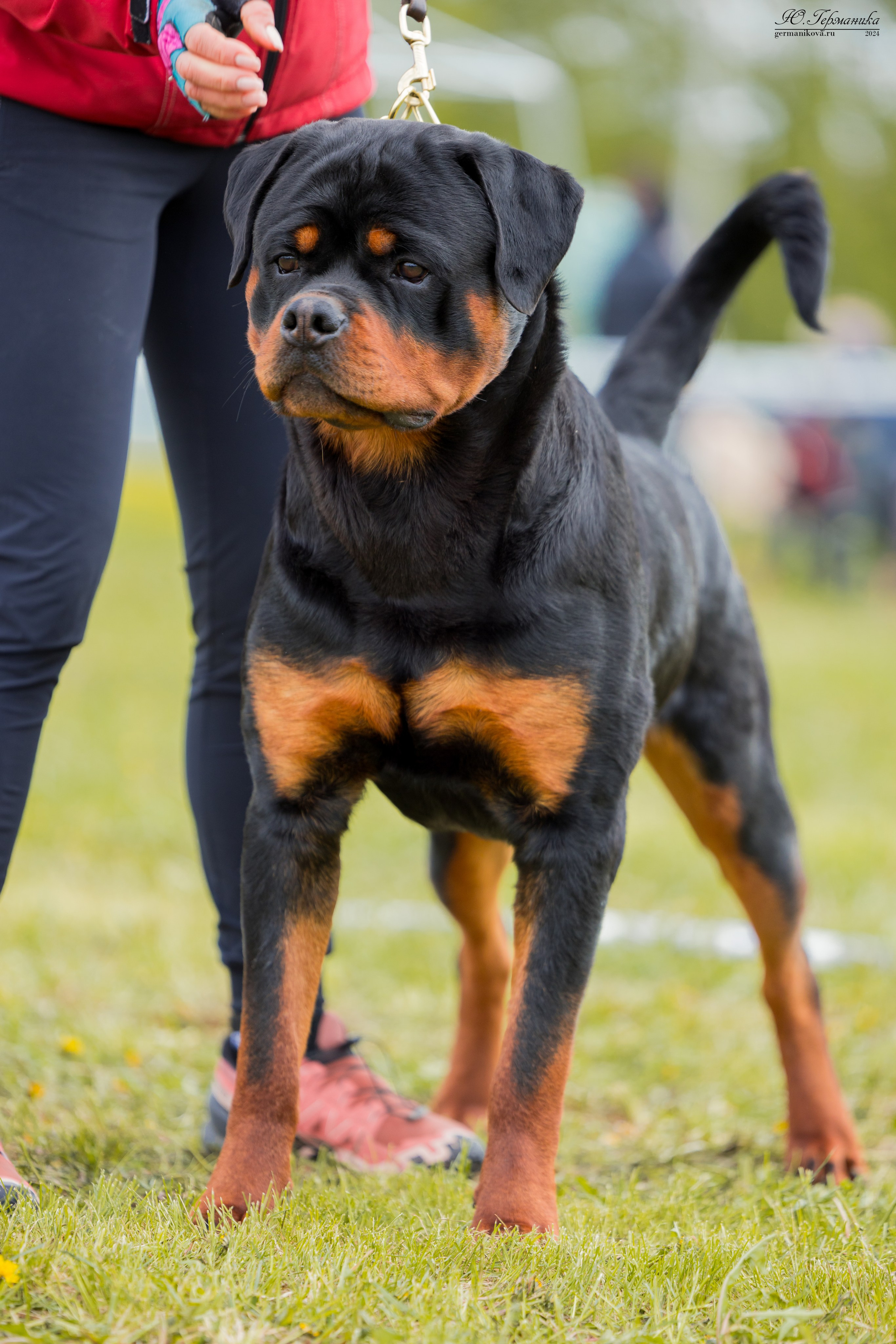 Нижний Новгород 11-12.05.2024 моно ротвейлеров. Фотограф-анималист Юлия Германика