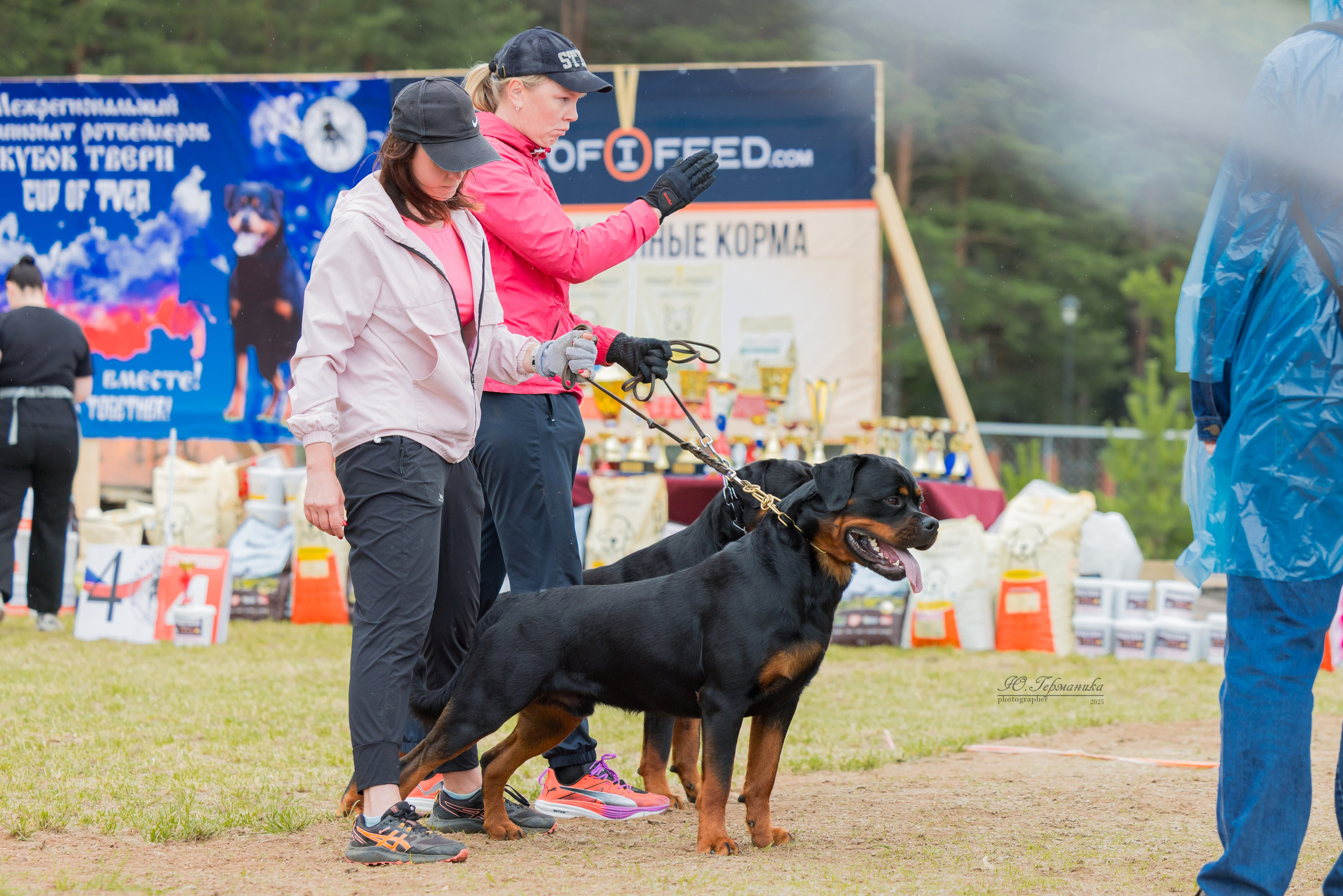 Тверь ротвейлеры 5-6.07.2025. Фотограф-анималист Юлия Германика