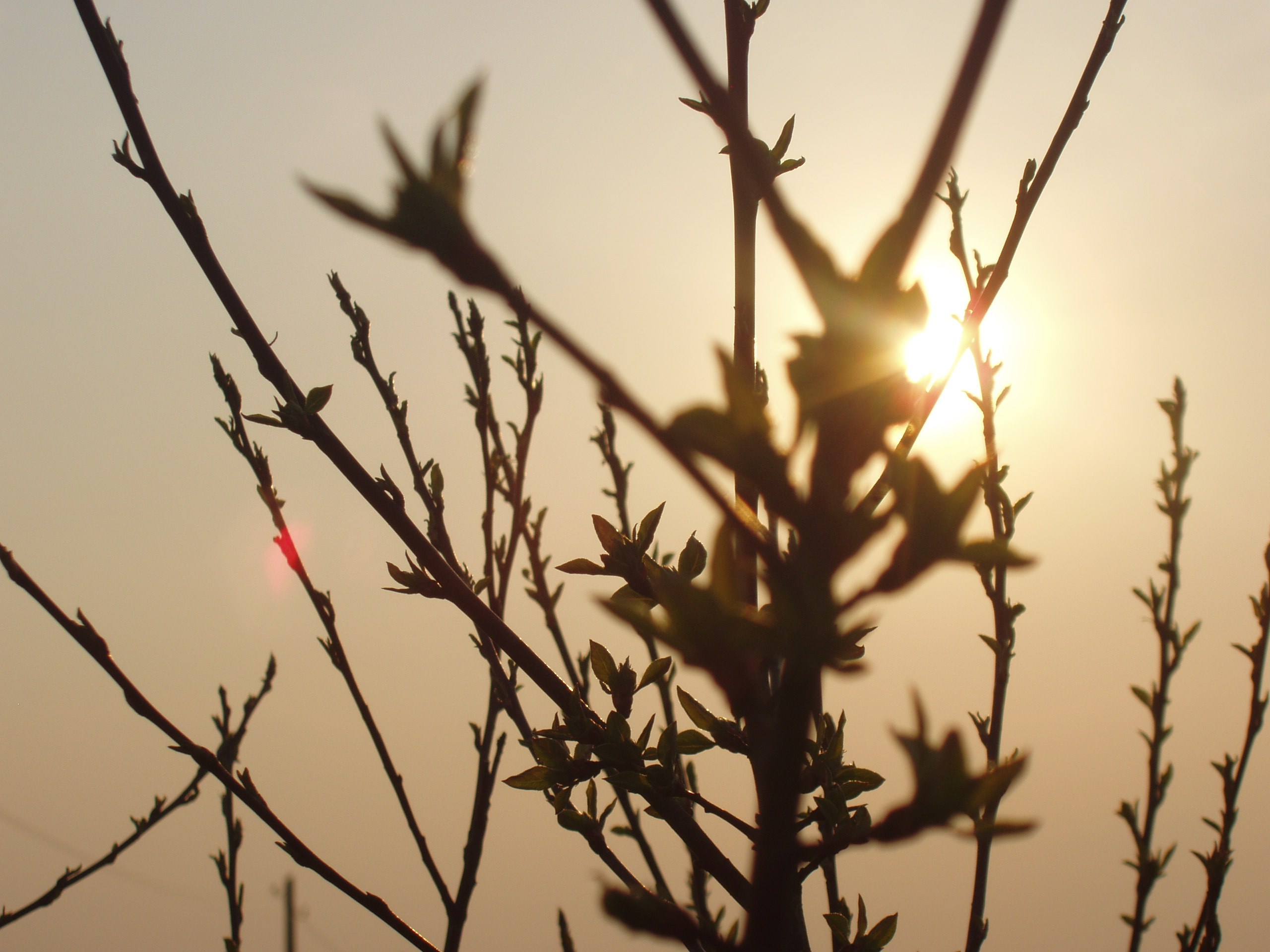 Дача 11.05.2009. Семейный, Свадебный фотограф СПБ Питер— Романова Екатерина