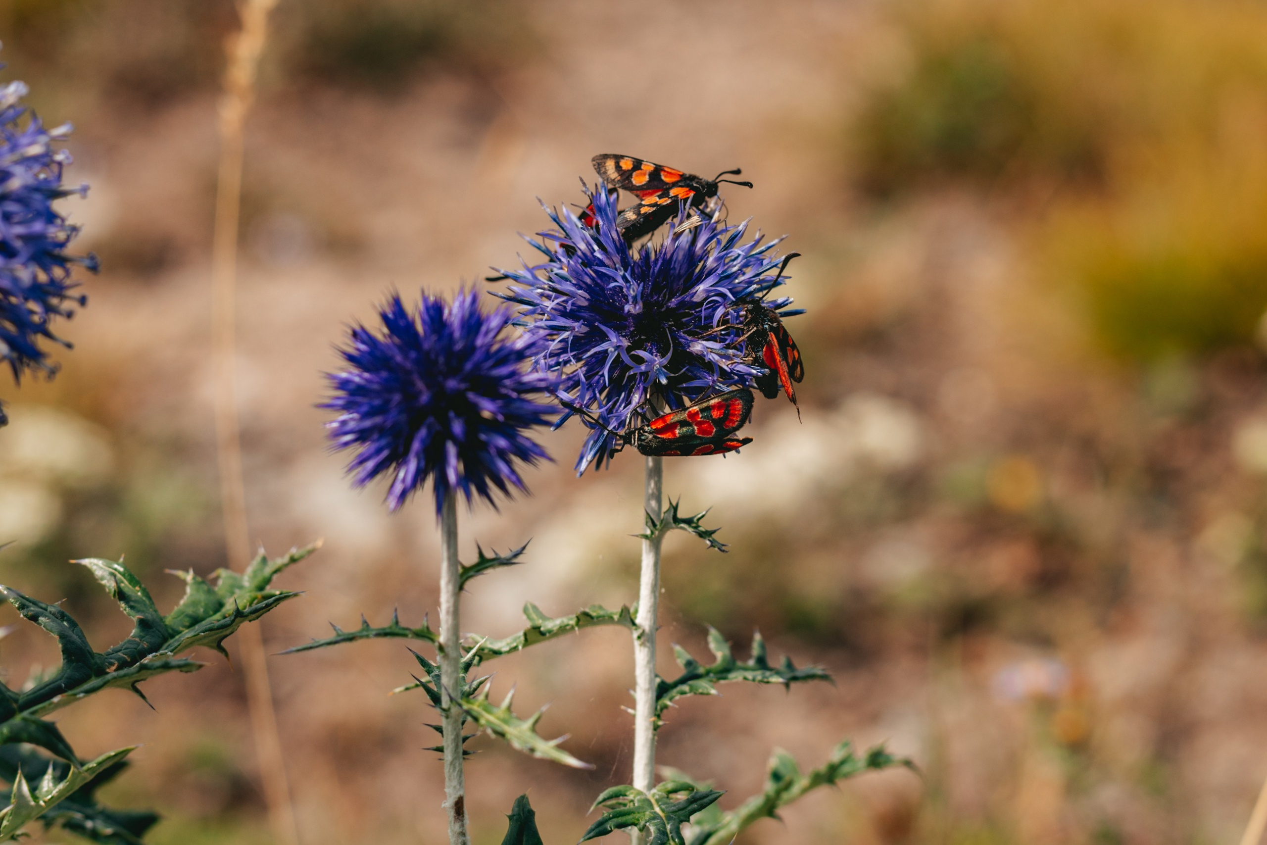 Катунский заповедник, Республика Алтай. Репортажный фотограф в Крыму Ксения Гасица