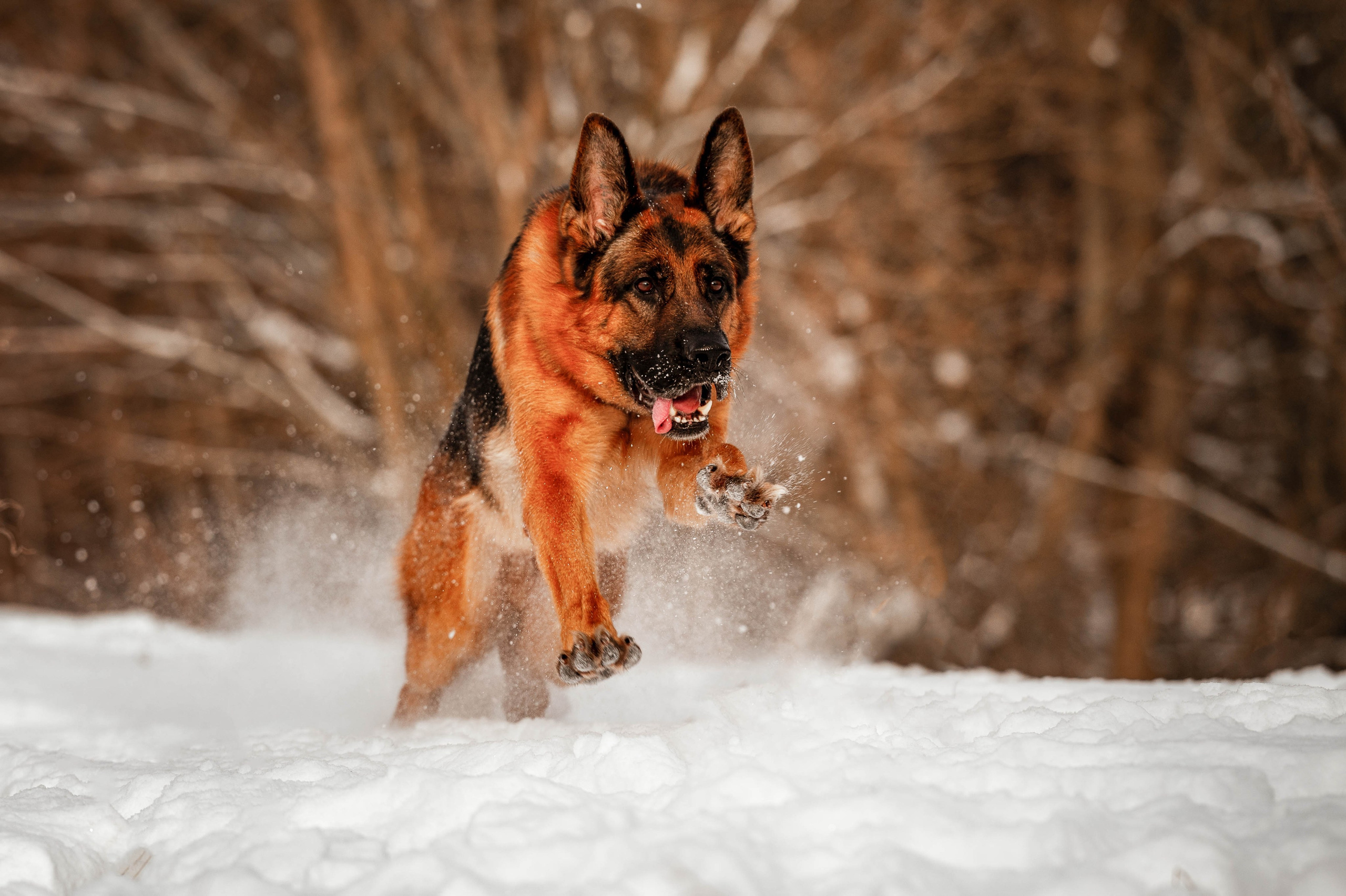 Вольт. Фотограф-анималист