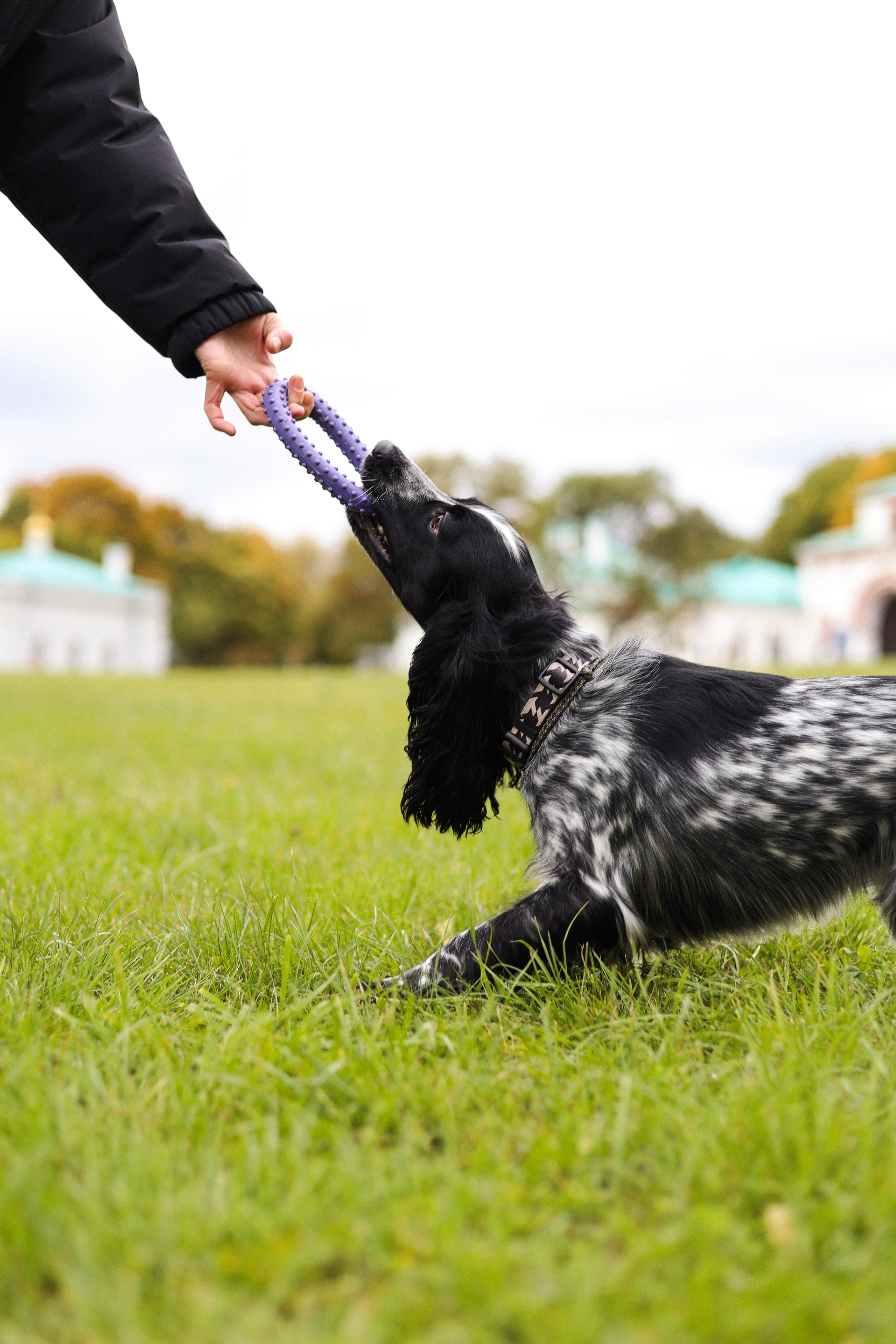Милка, Вероника и Тимофей. Фотограф-анималист Ксения Шевцова|Москва