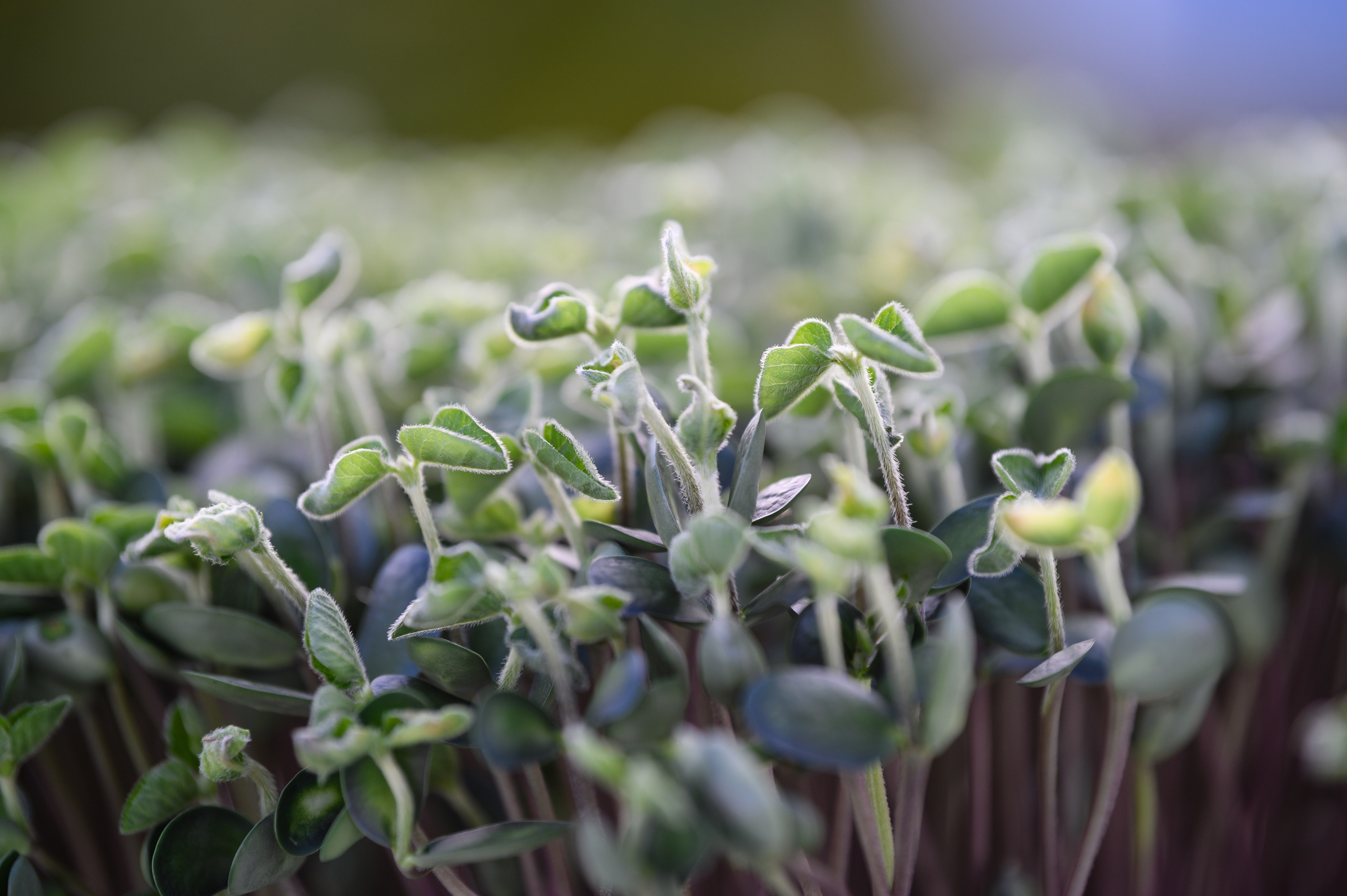 Проекты. Профессиональный фотограф Вячеслав Плацында | Липецк |