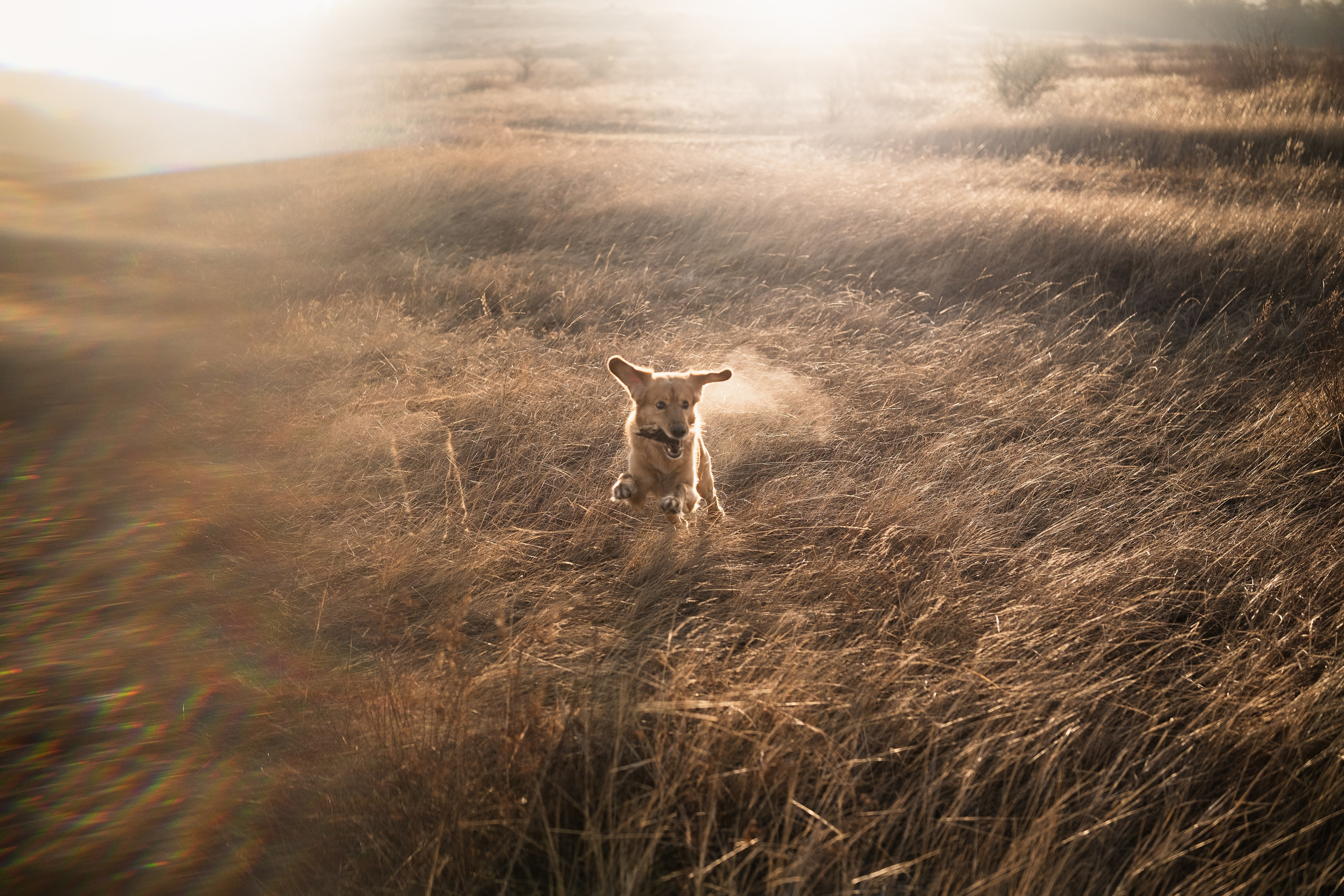Фотосессия с собакой. Портретный фотограф в Чите Анна Камратова. Помогу Вам создать историю, в которой Вы — главный герой!