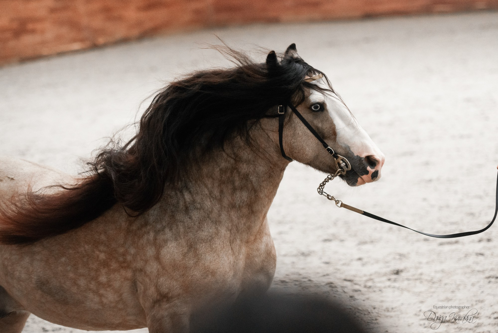 8-я международная выставка Конная Россия. Конный фотограф Куракина Дарья • Фотосессии с лошадьми