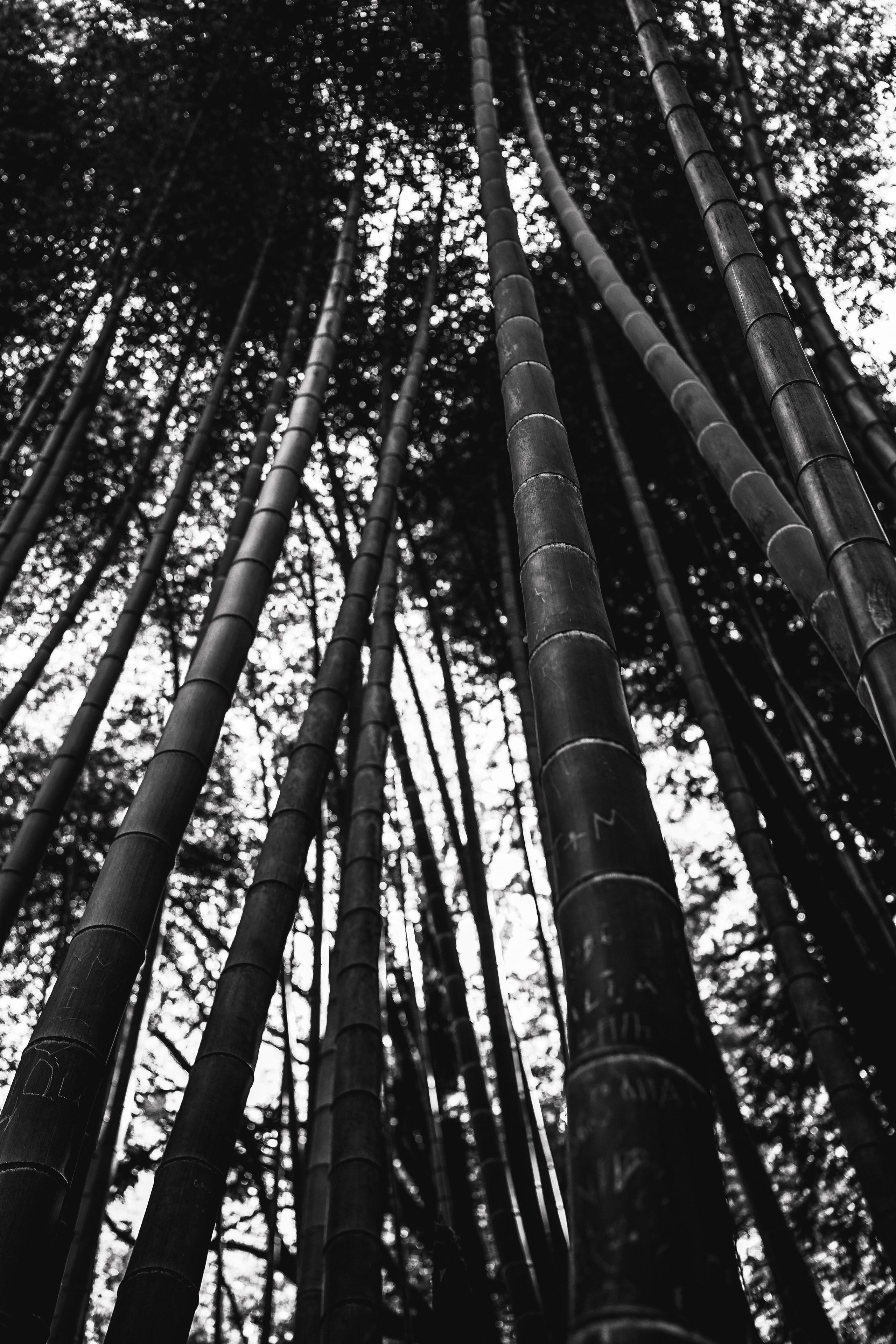 ГРУЗИЯ. Ася Краснова