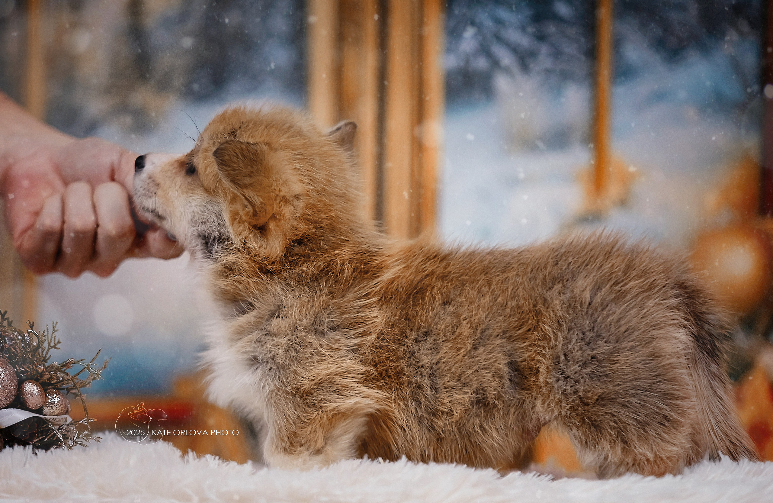 А — Кола и Цесей. Kawaii Kuma питомник собак пород Корги пемброк, Акита ину, Сиба