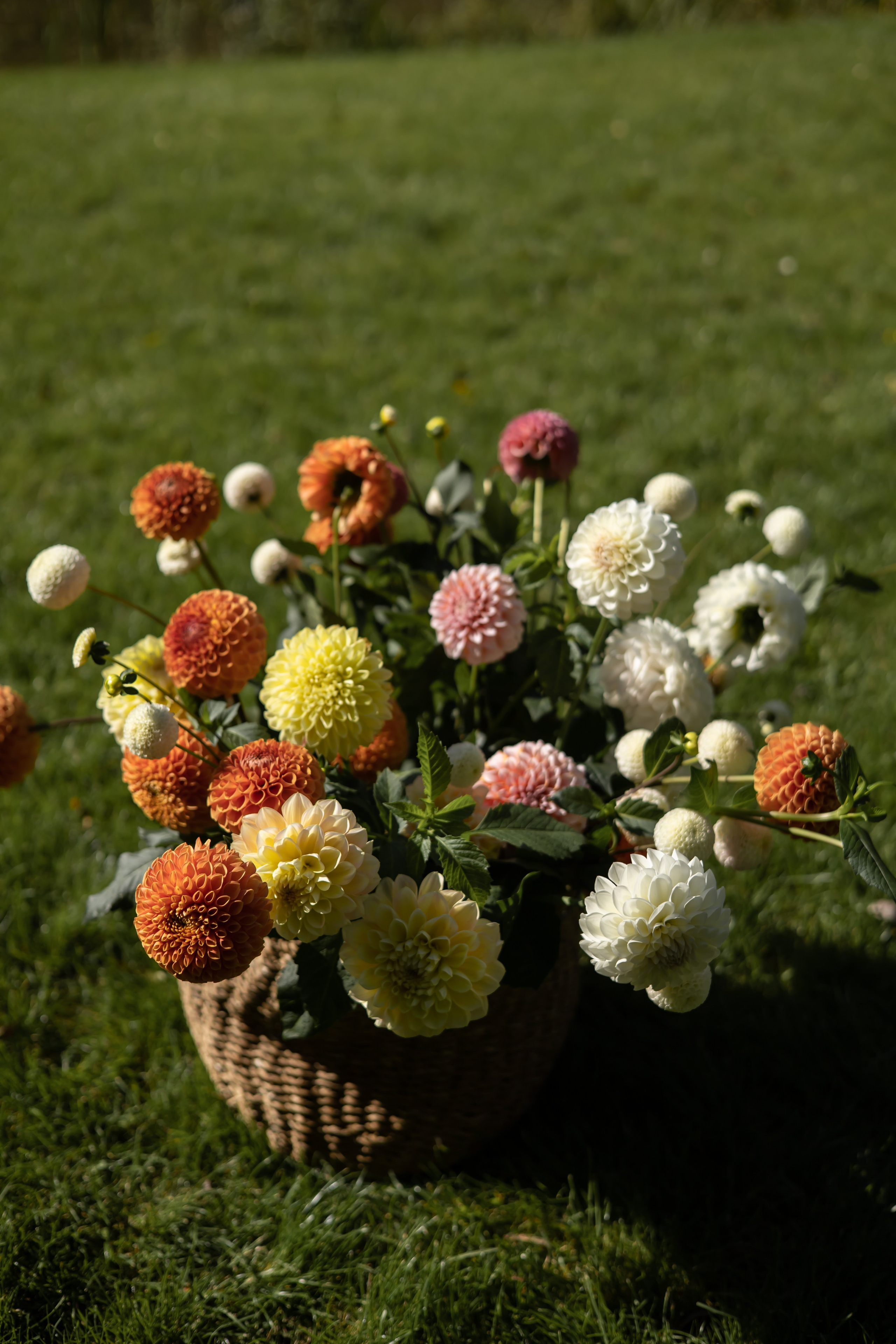 ДИНИЯ. Фотограф Элла Ефимова