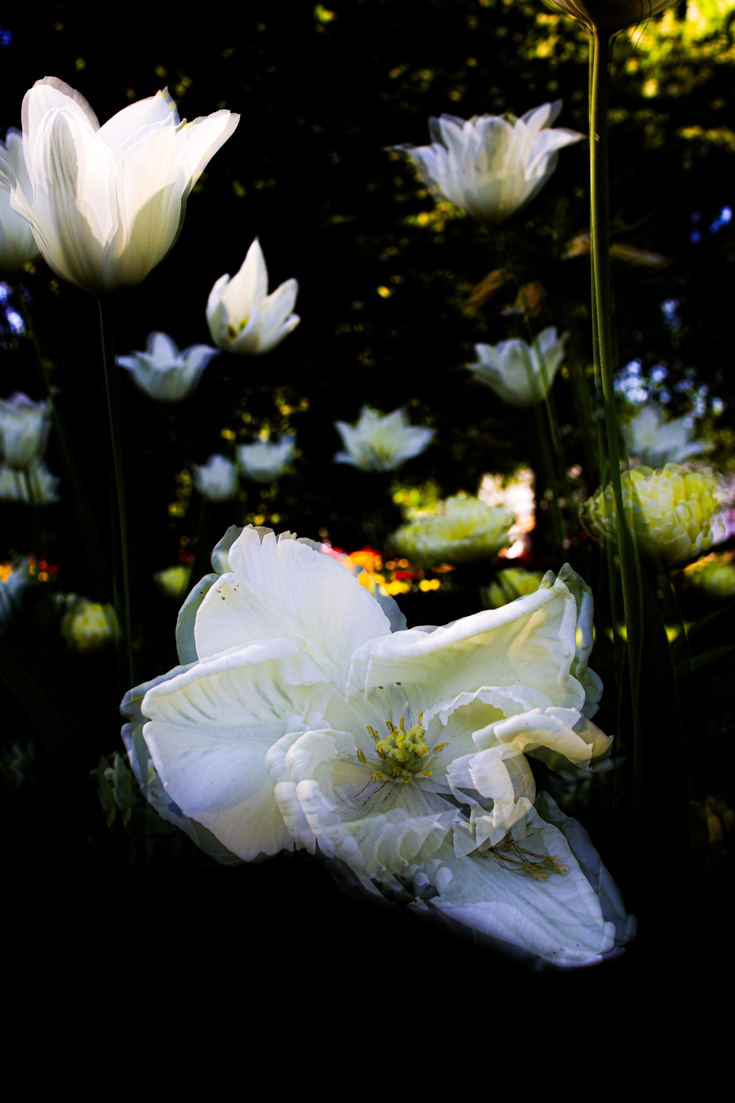 Природа &. Фотохудожник в СПб